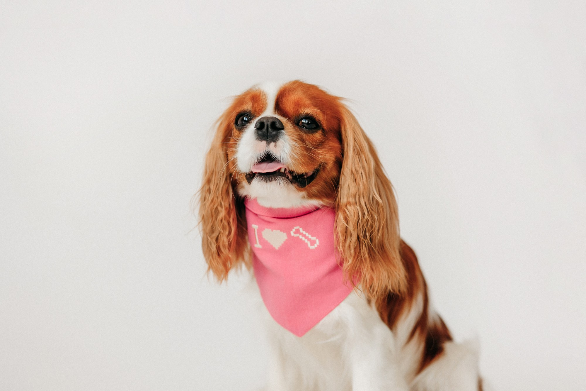 Одежда Lapa`s brand. Фотограф-анималист Елена Радченко, Москва