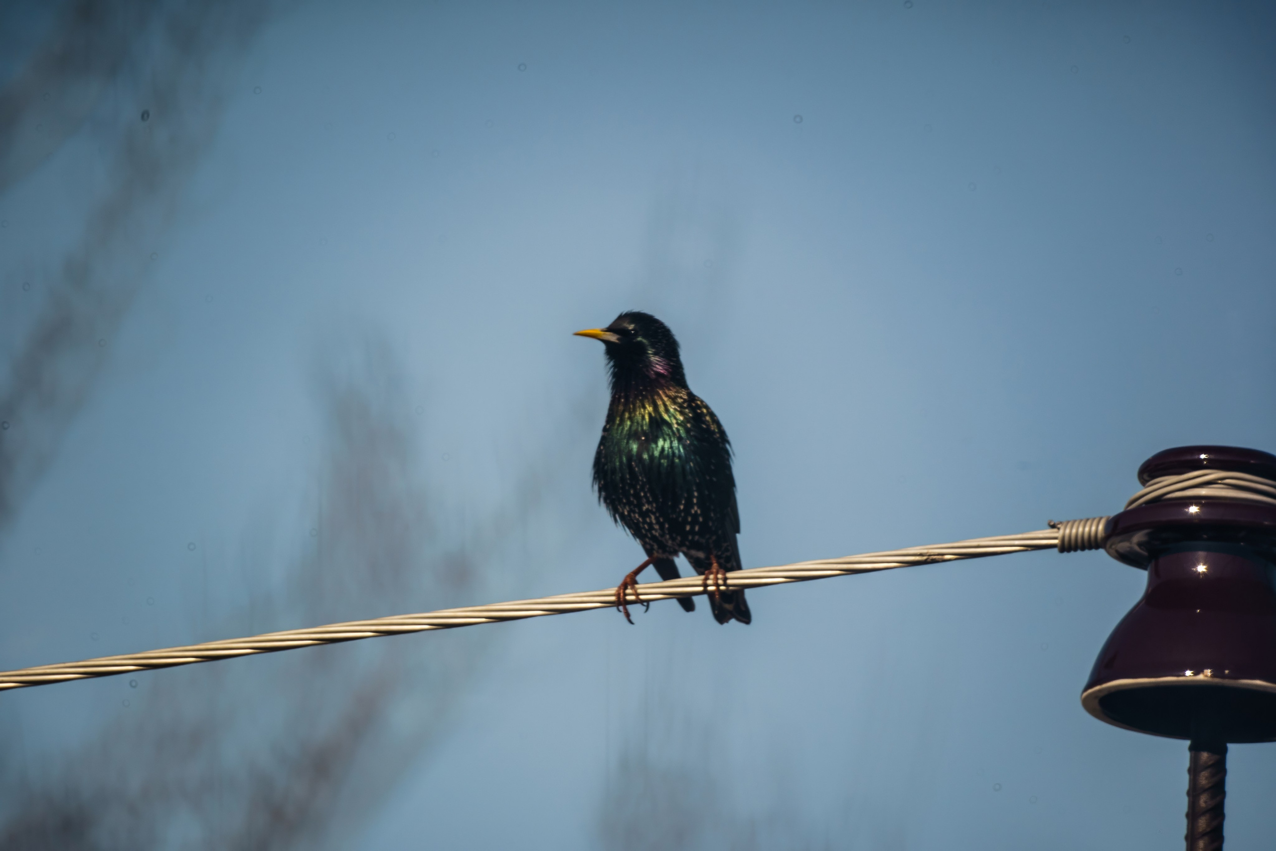 Animals — Животные