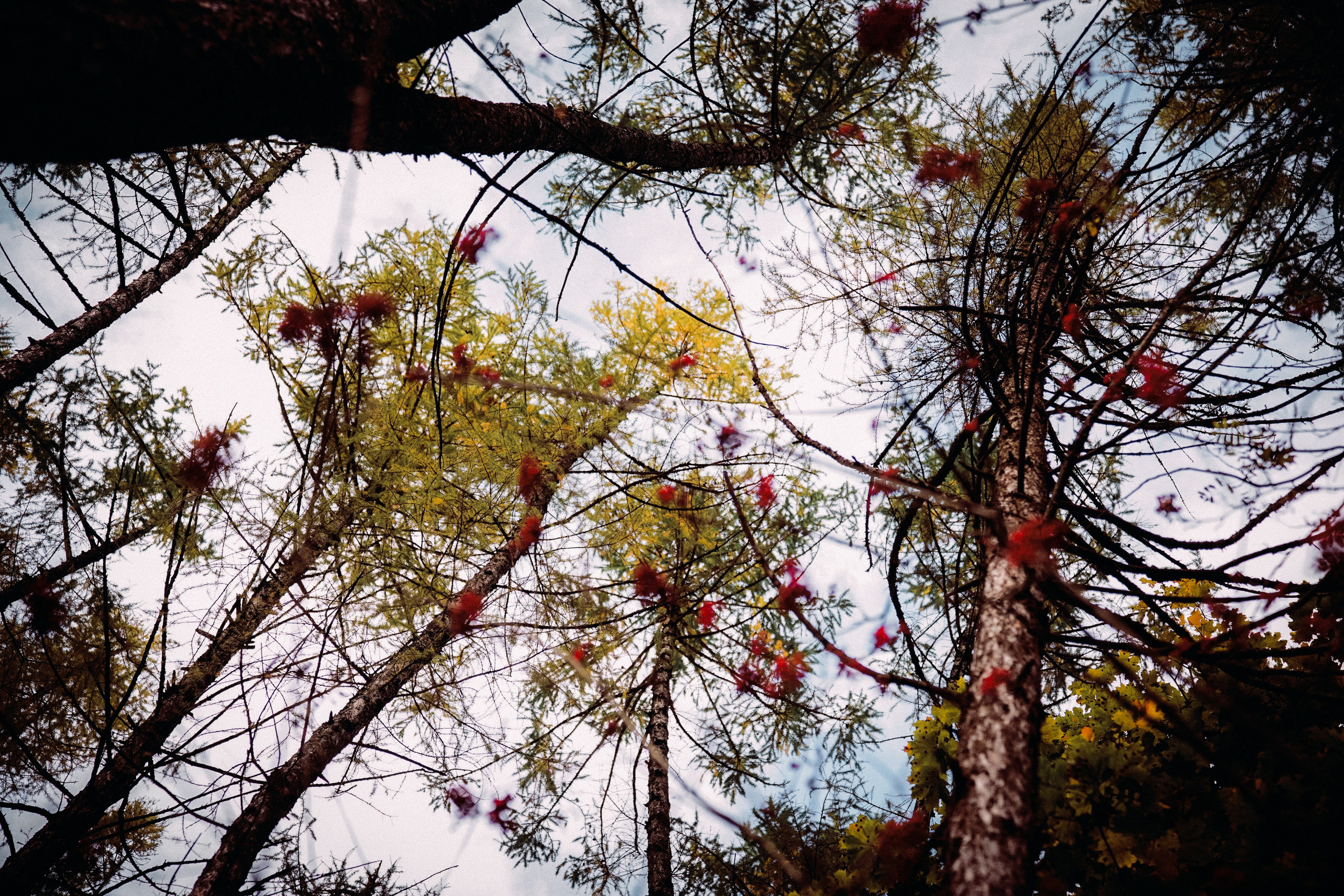 Осень 2025. Фотограф из Москвы — DASHA NOVA | Авторская фотография в разных жанрах