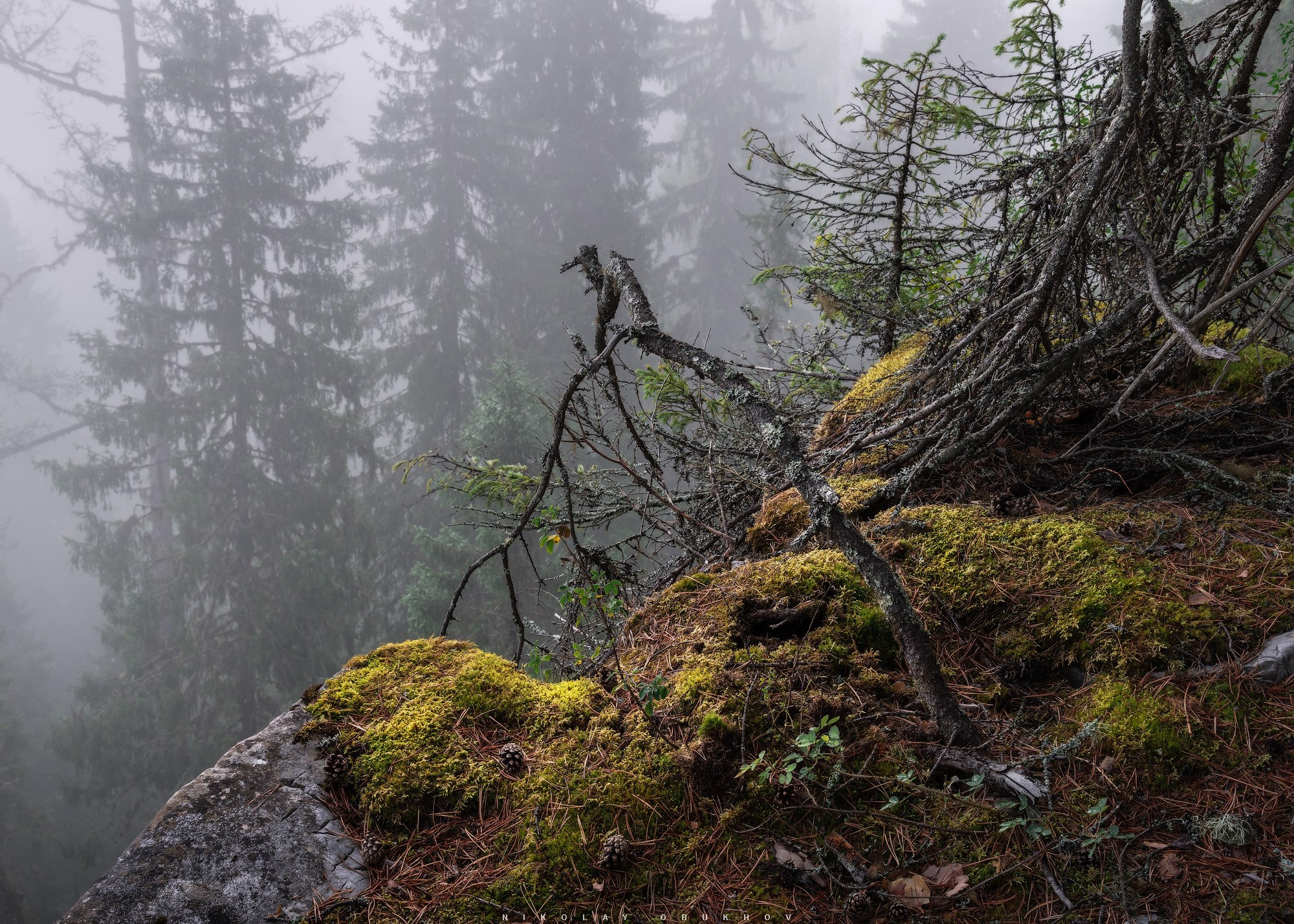 Лесной пейзаж в тумане на скалах реки Чусовой