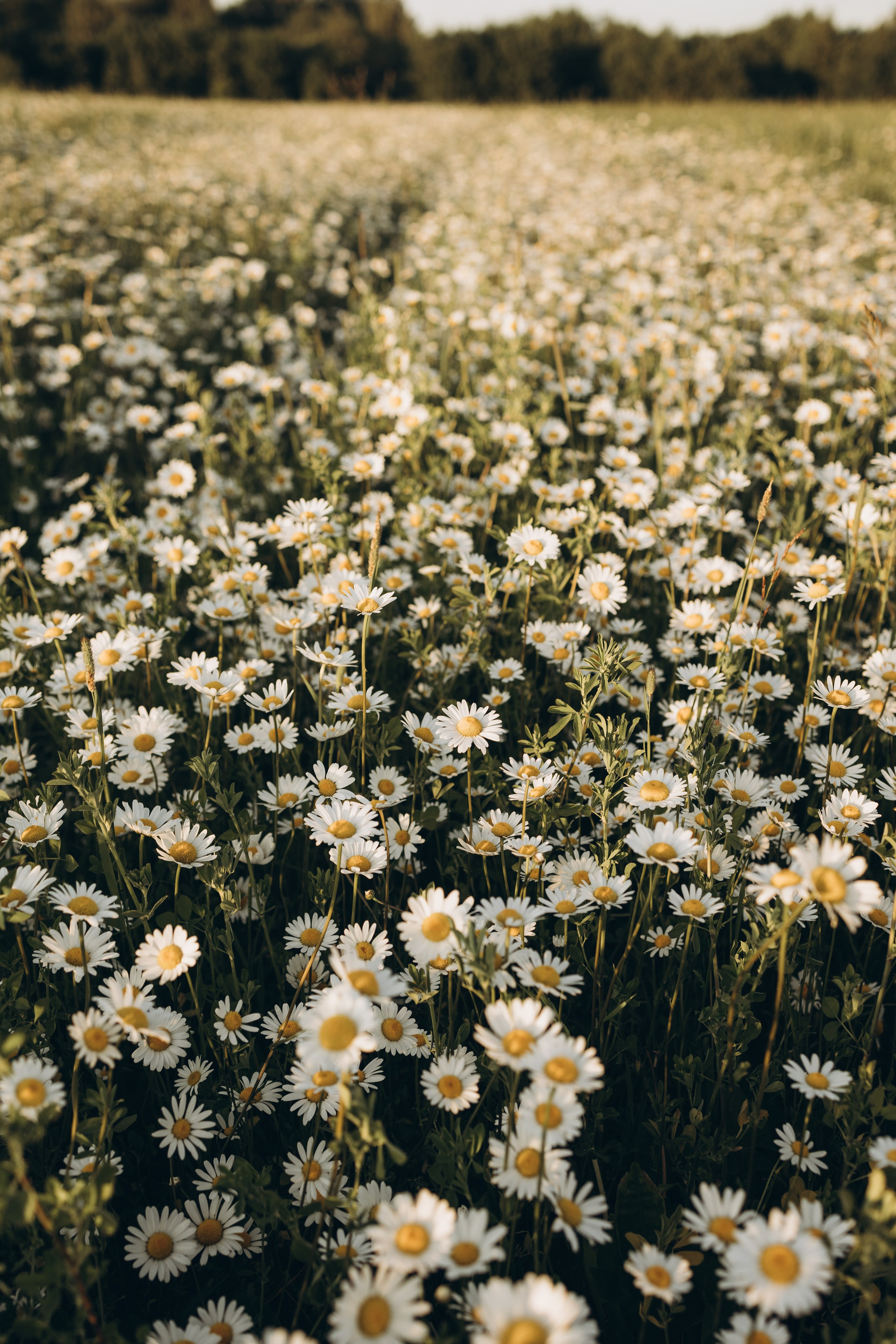 Маша и ромашки. Семейный фотограф в Москве Виктория Ястребинская