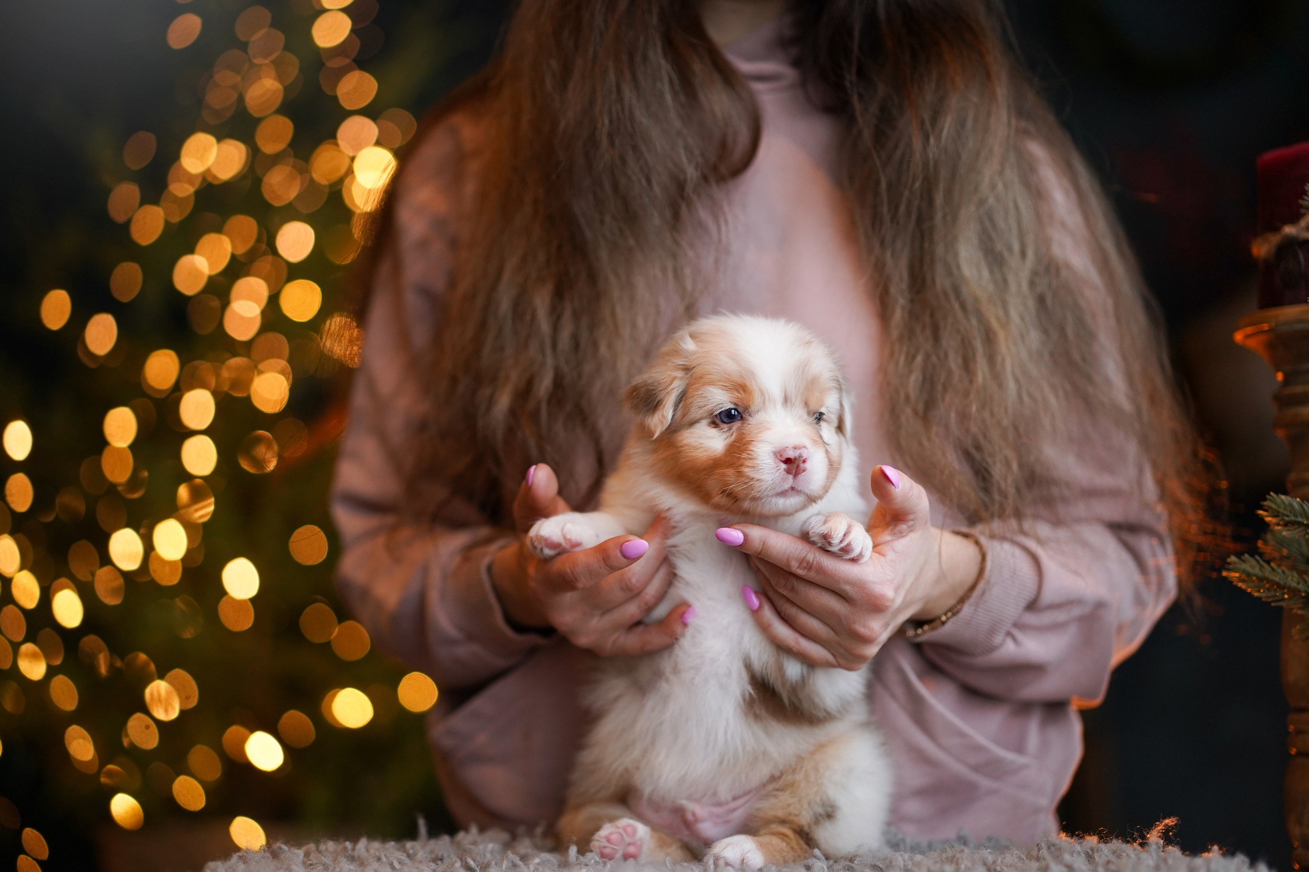 Съемка щеночков в студии. Фотограф-анималист в Санкт-Петербурге Яна Мартынова