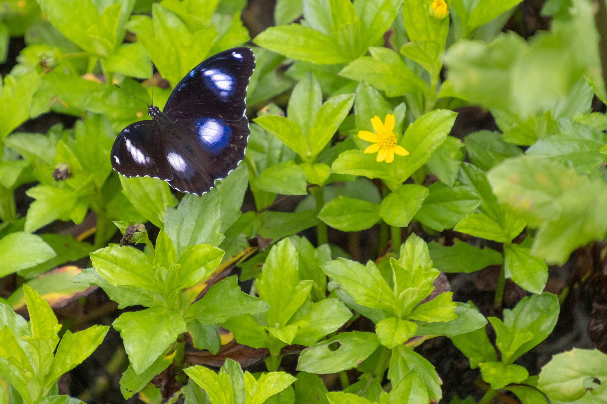 О. Борнео, г. Сандакан. В мире животных. Фотографии из путешествий