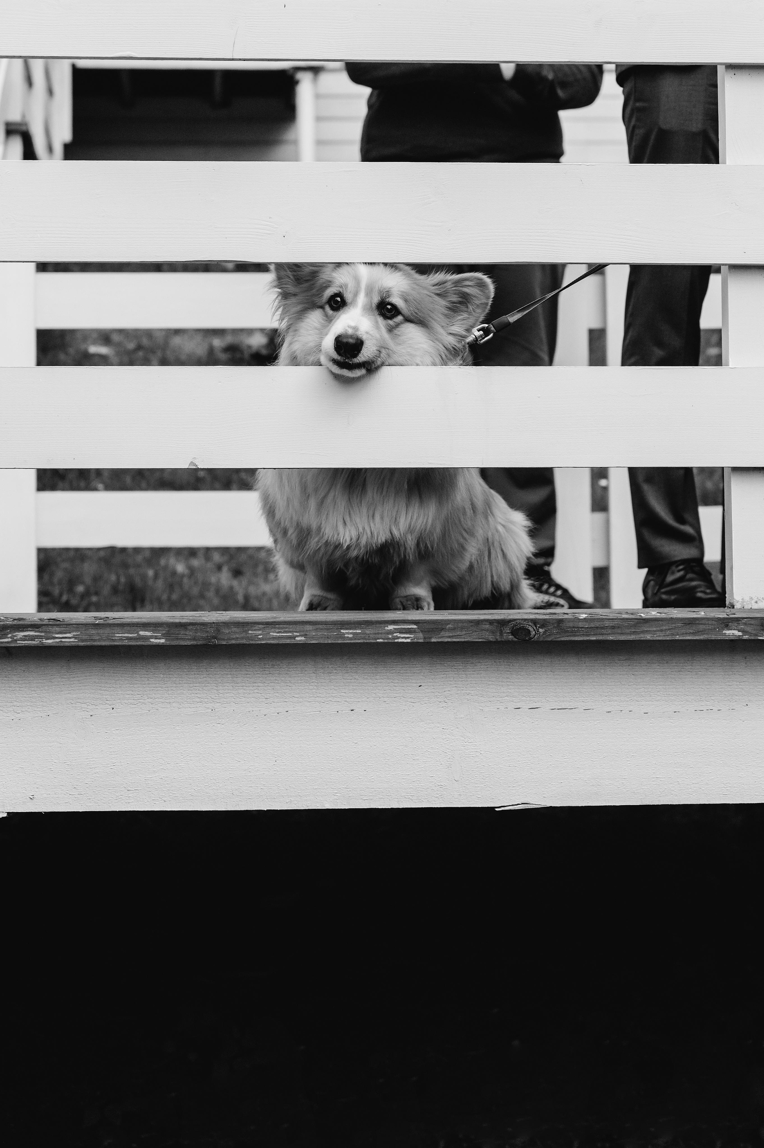 Wedding and family photographer in Dubai Vasilii Albul