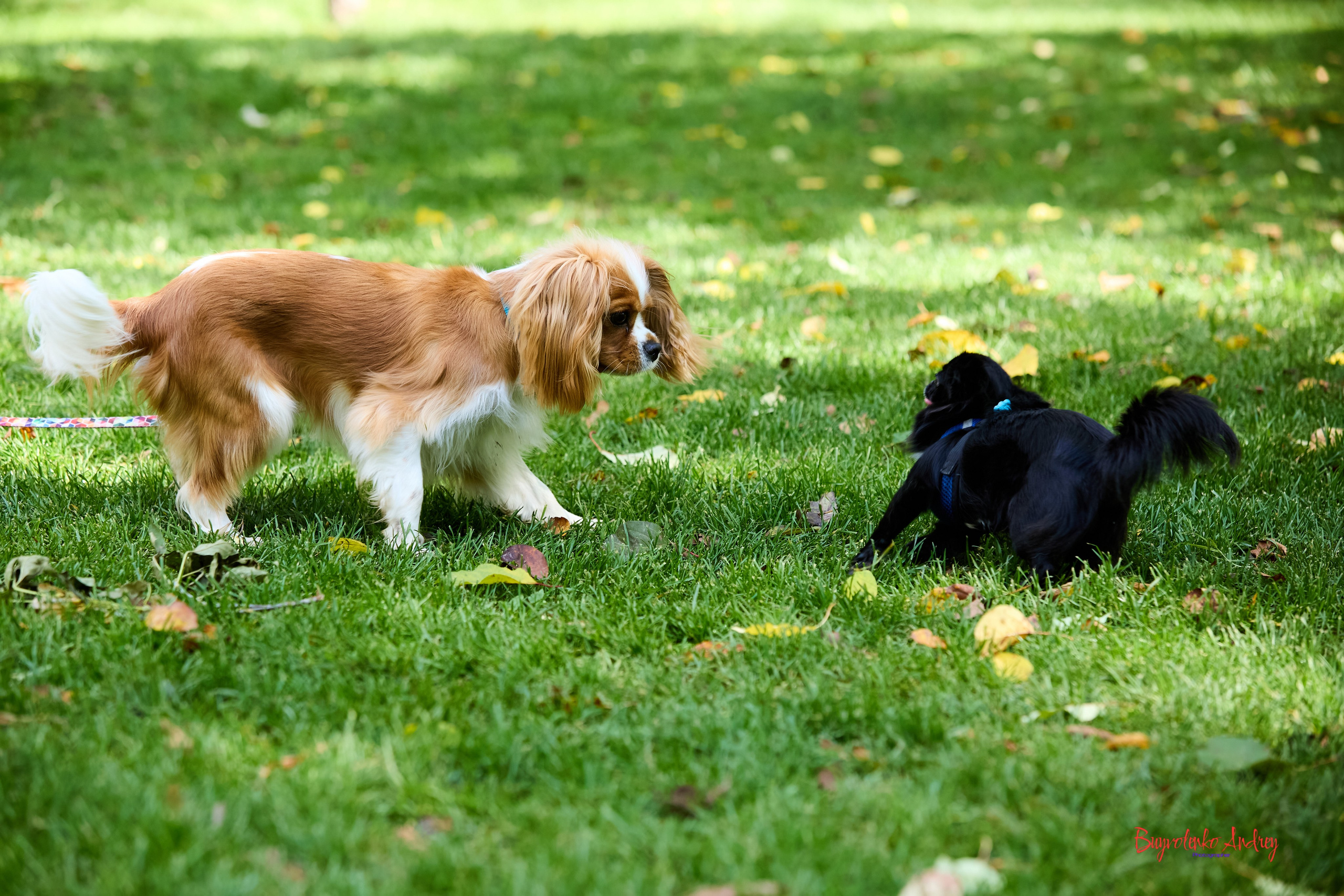 Фотопрогулка с кавалерами. Buyvolenko Andrey