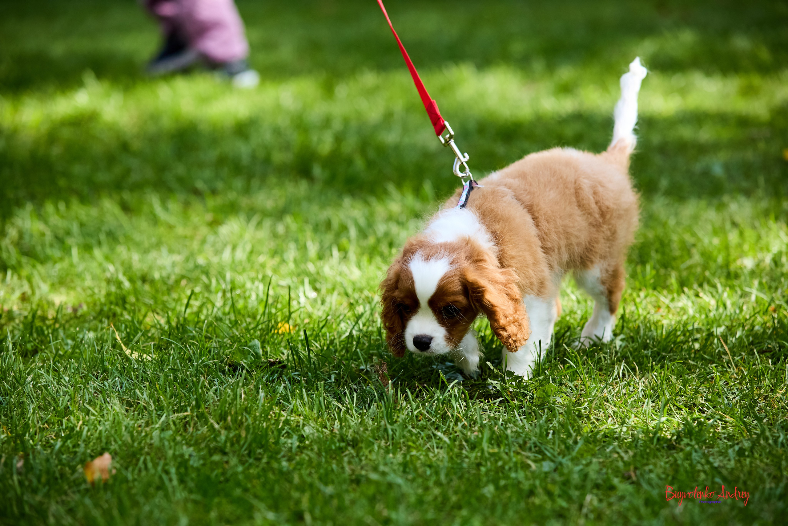 Фотопрогулка с кавалерами. Buyvolenko Andrey