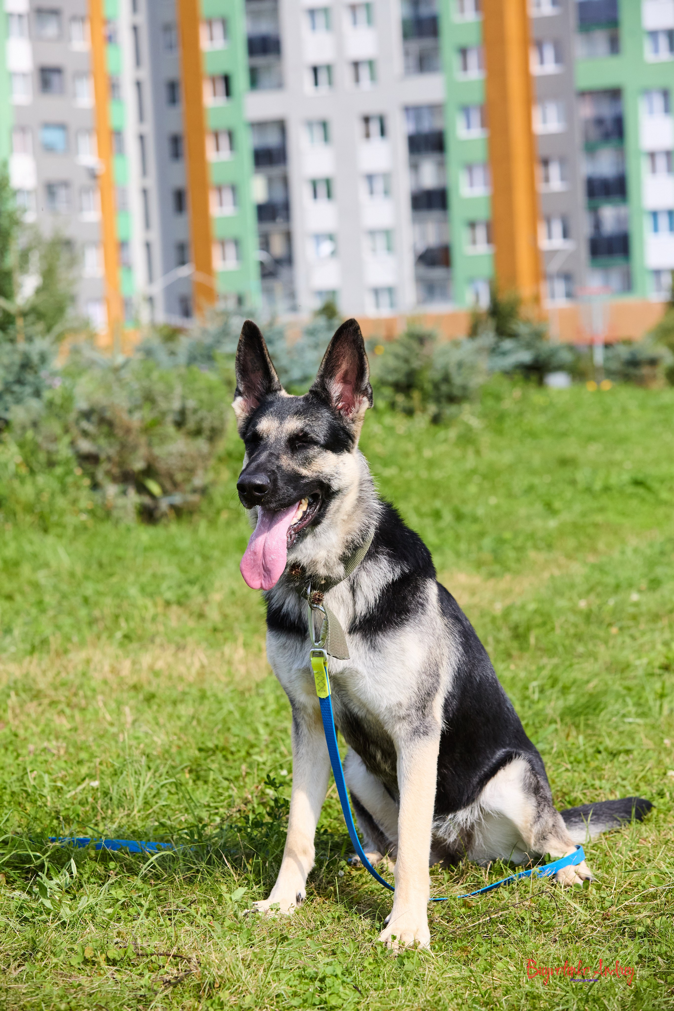 Проект фотопрогулка с хвостиком. Buyvolenko Andrey