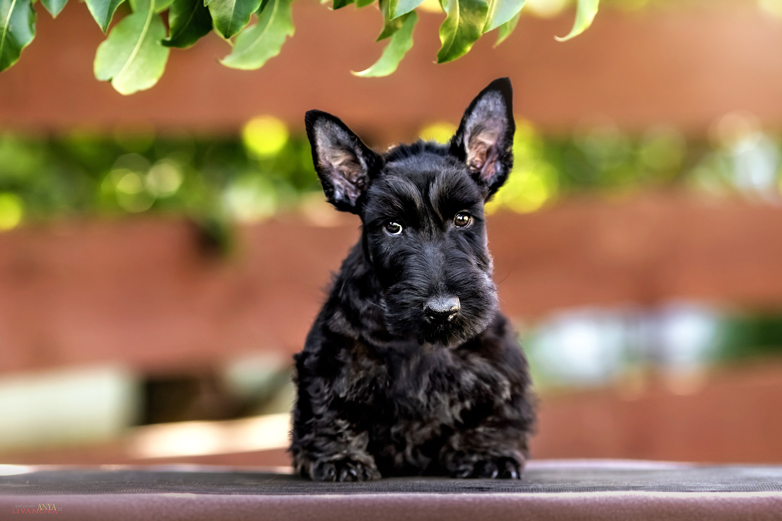 Скотчики. Фотограф анималист Аня Ливанова | Рыбинск
