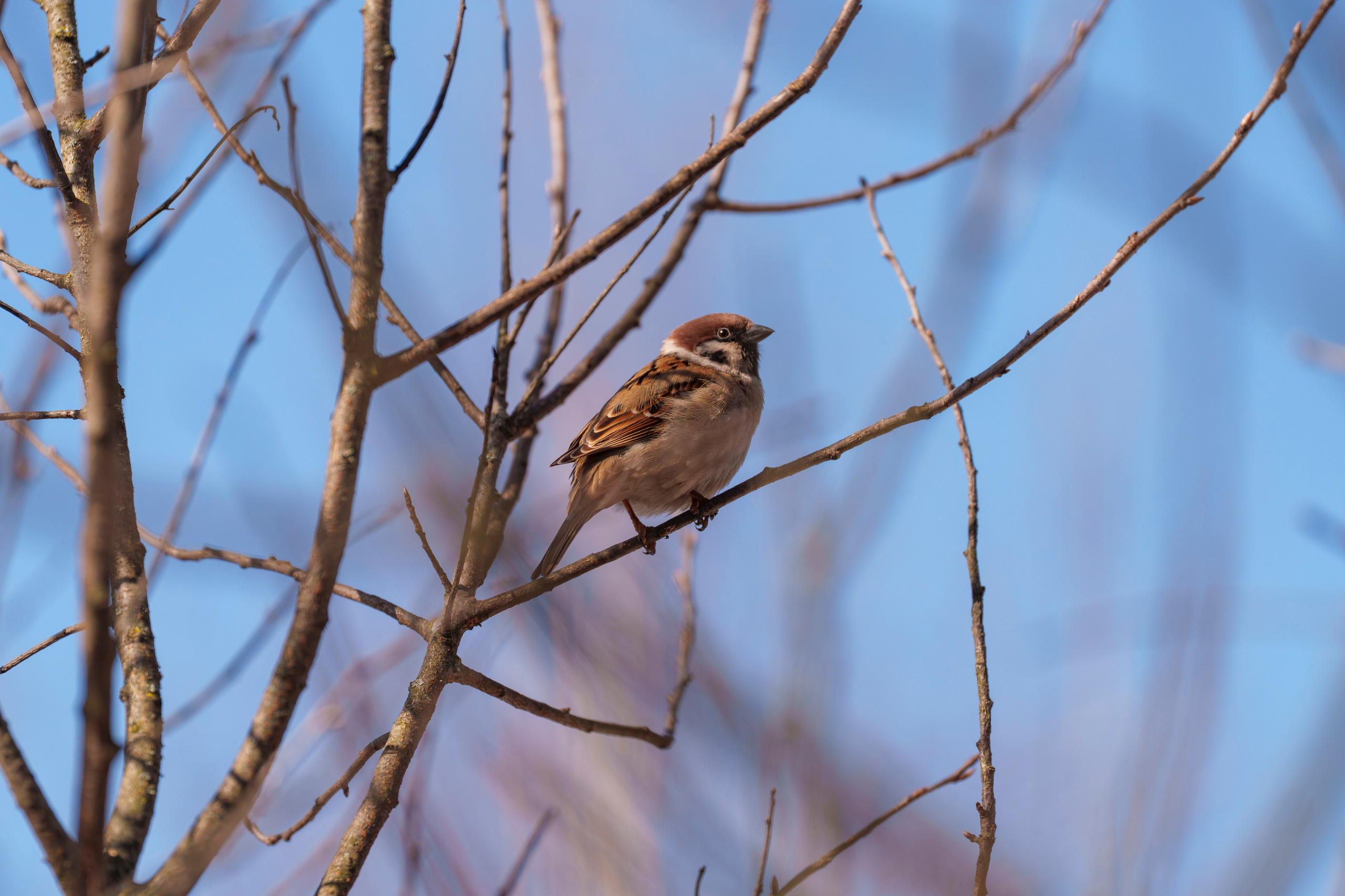 Animals — Животные