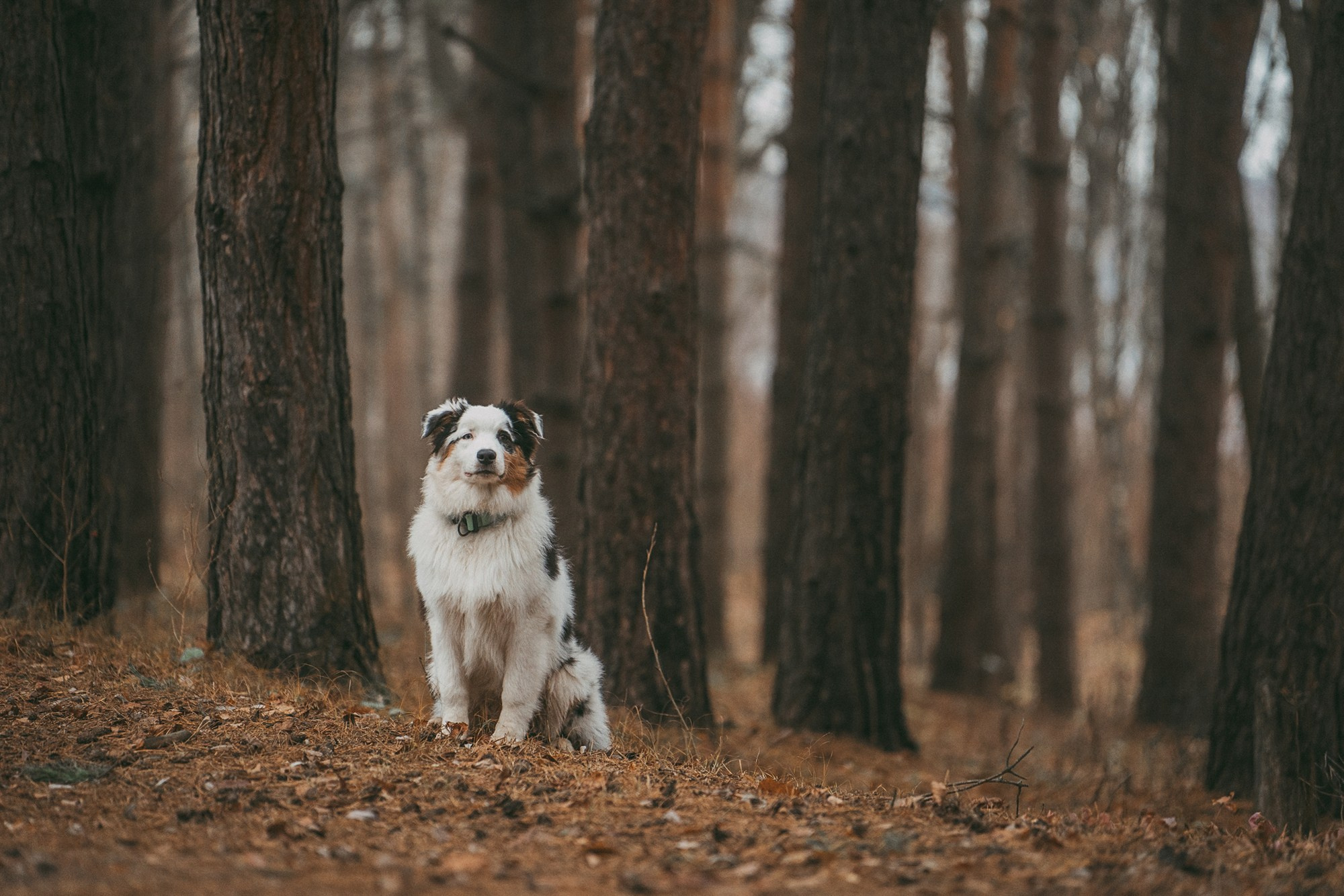 Лиза и Бублик. Фотограф анималист в Москве и Санкт-Петербурге Свиридова Анна
