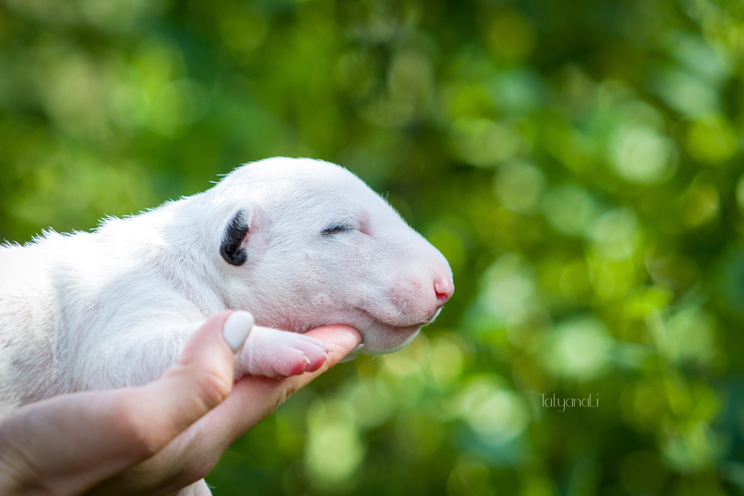 Стандартный бультерьер. Фотограф — анималист Татьяна Ли