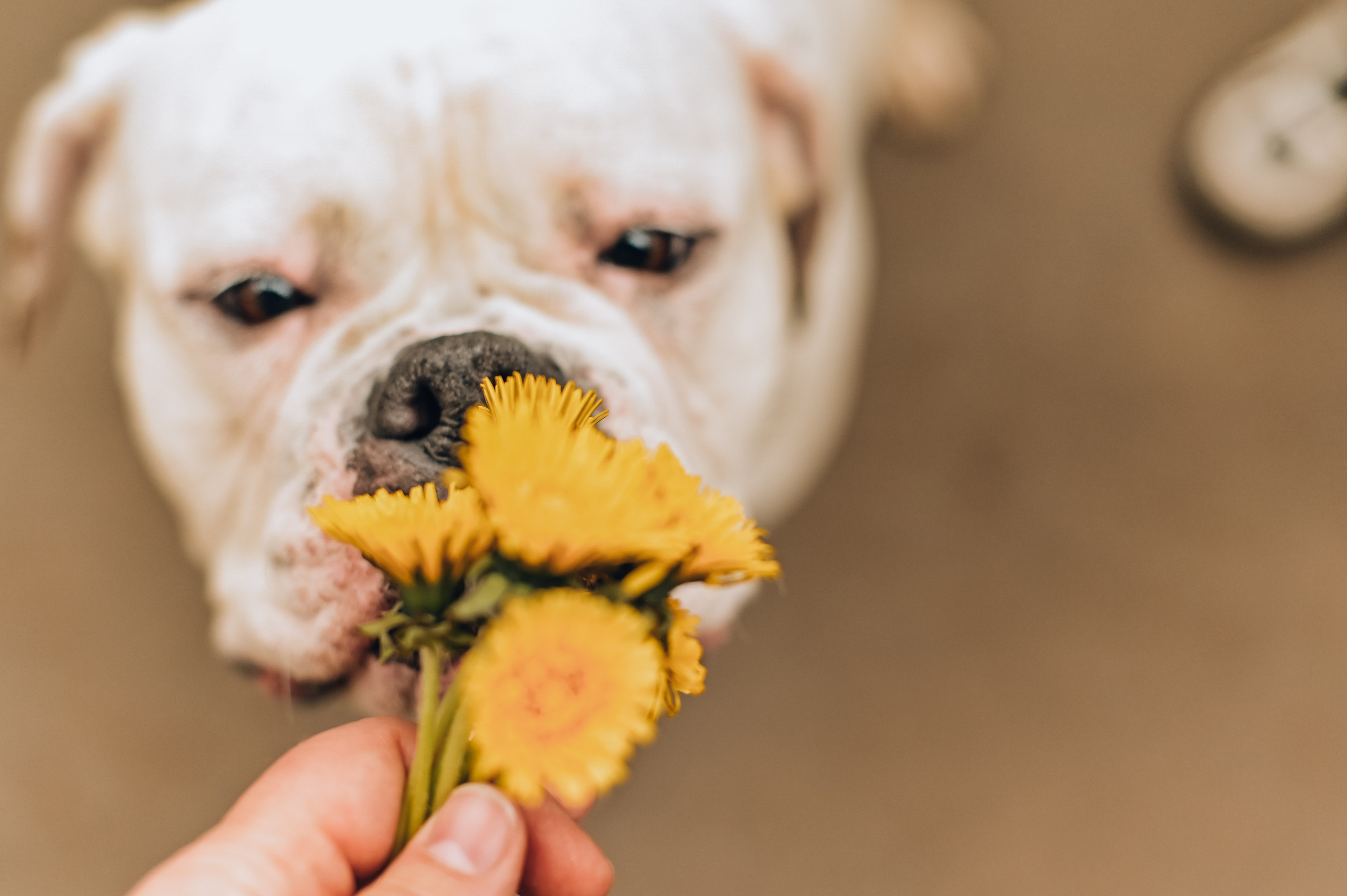Занятие с кинологом. Семейный и репортажный фотограф в Москве Анастасия Трубкина