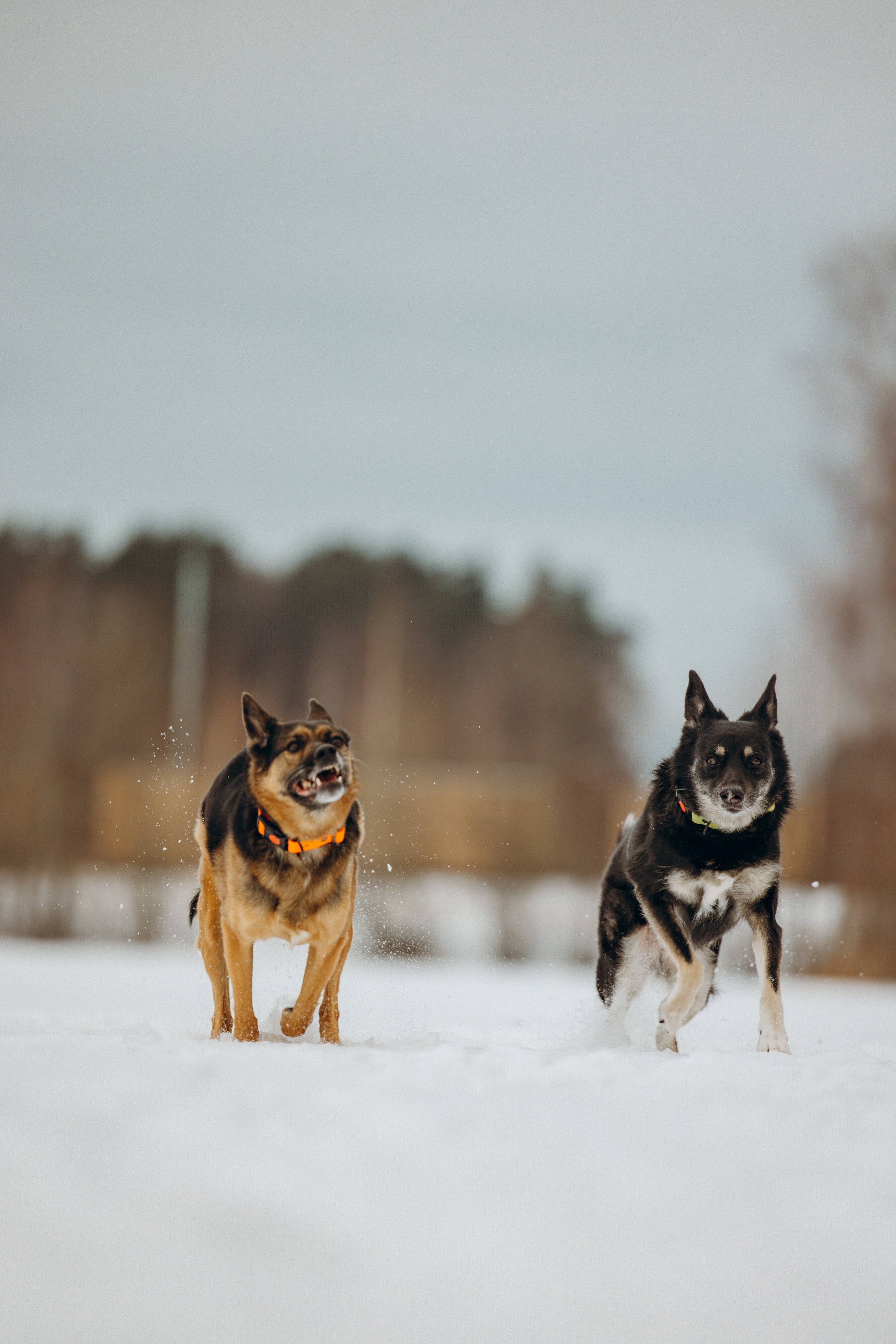 Ника, Матиша и Герда. Фотограф-анималист в Москве Лера Черноног