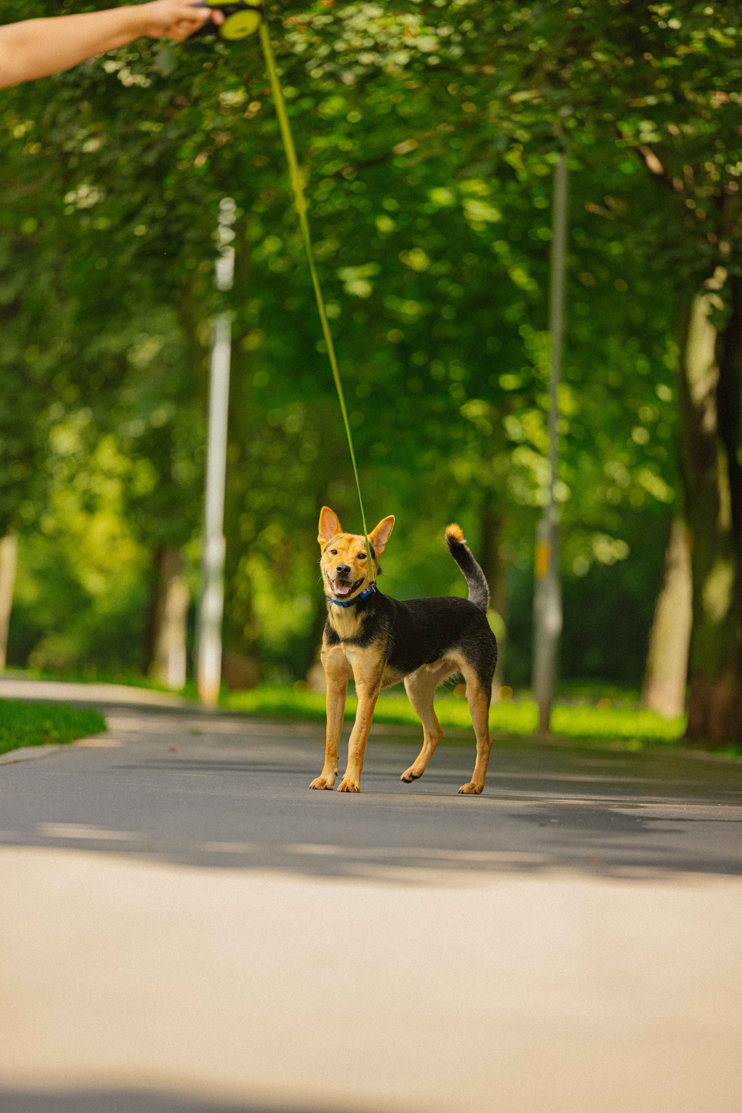 Джеки. Фотограф-анималист в Москве Лера Черноног