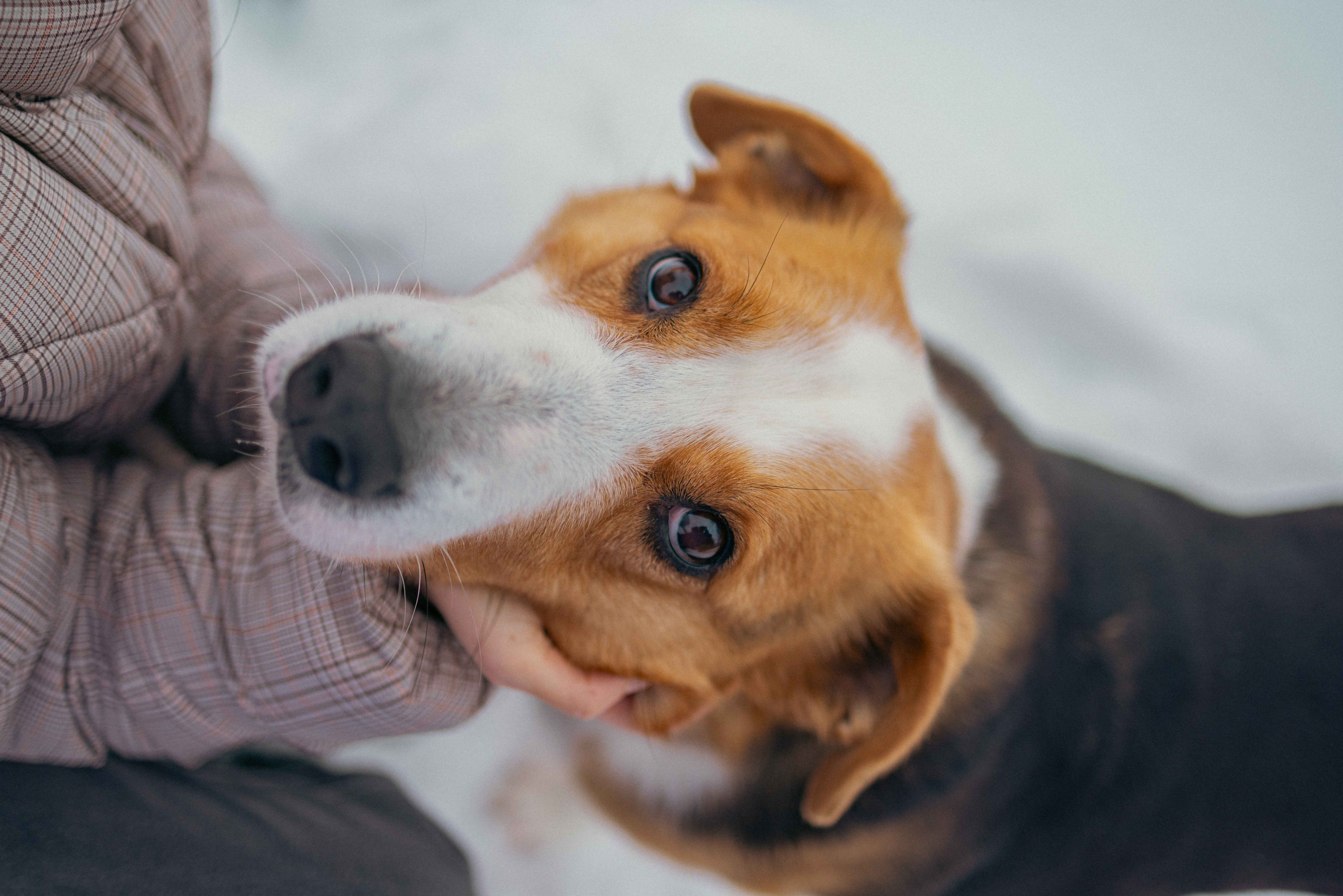 Петя. Фотограф-анималист в Москве Лера Черноног