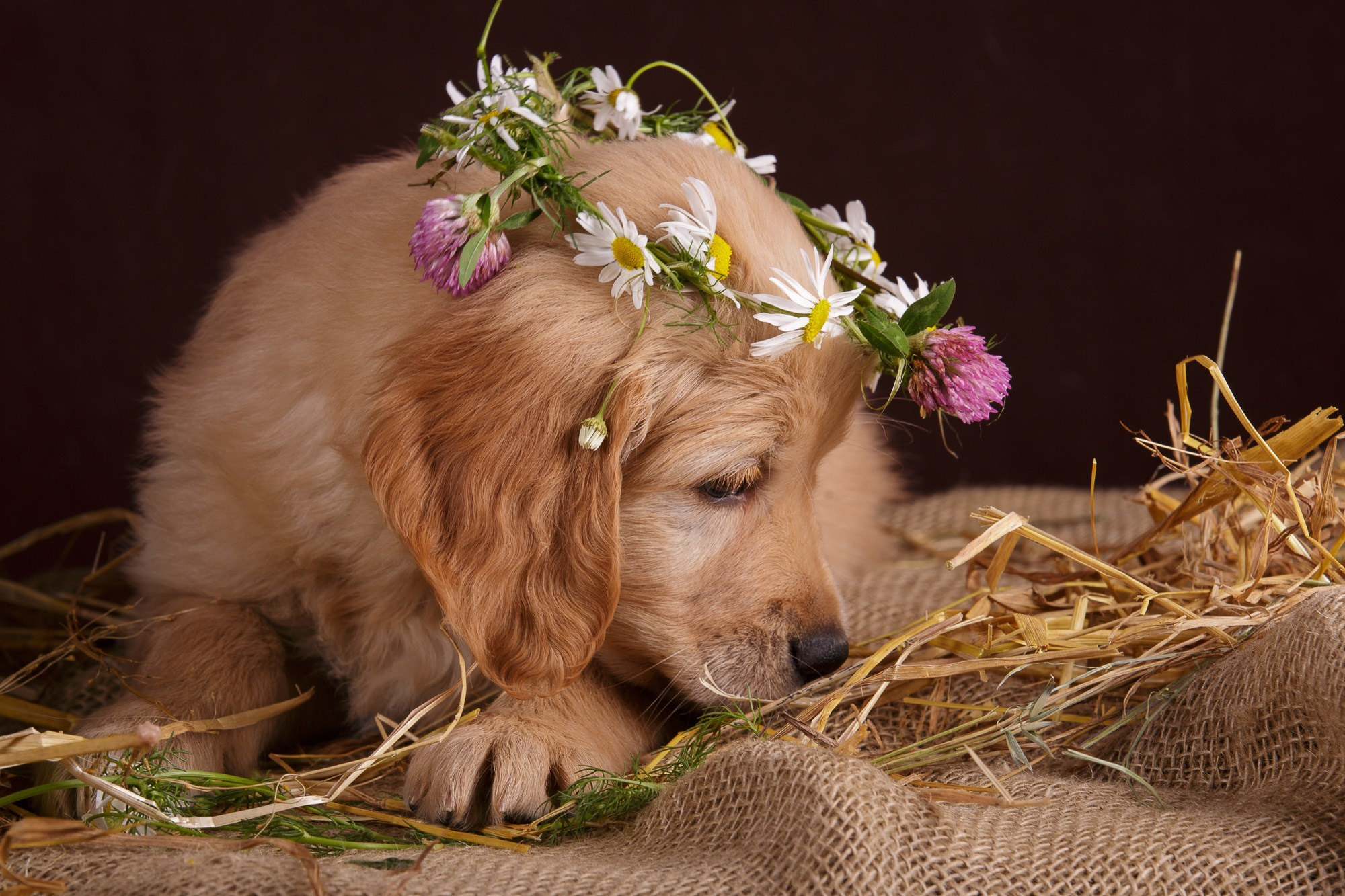Фотосъёмки щенков. Фотограф-анималист Natalia Deingel | Фотосъемка собак в Москве