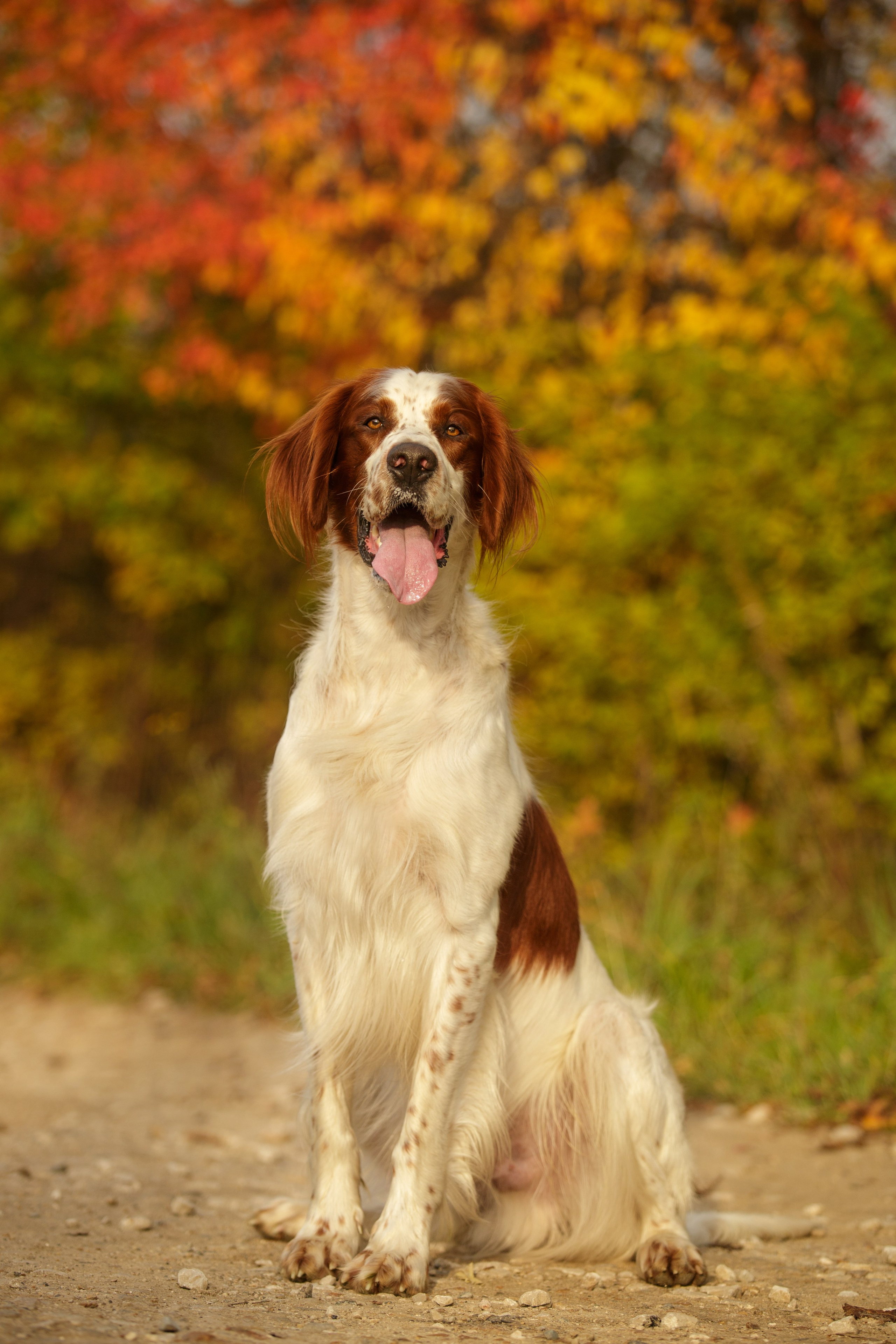 Ирландский красно-белый сеттер Шамрог. Фотограф-анималист Natalia Deingel | Фотосъемка собак в Москве