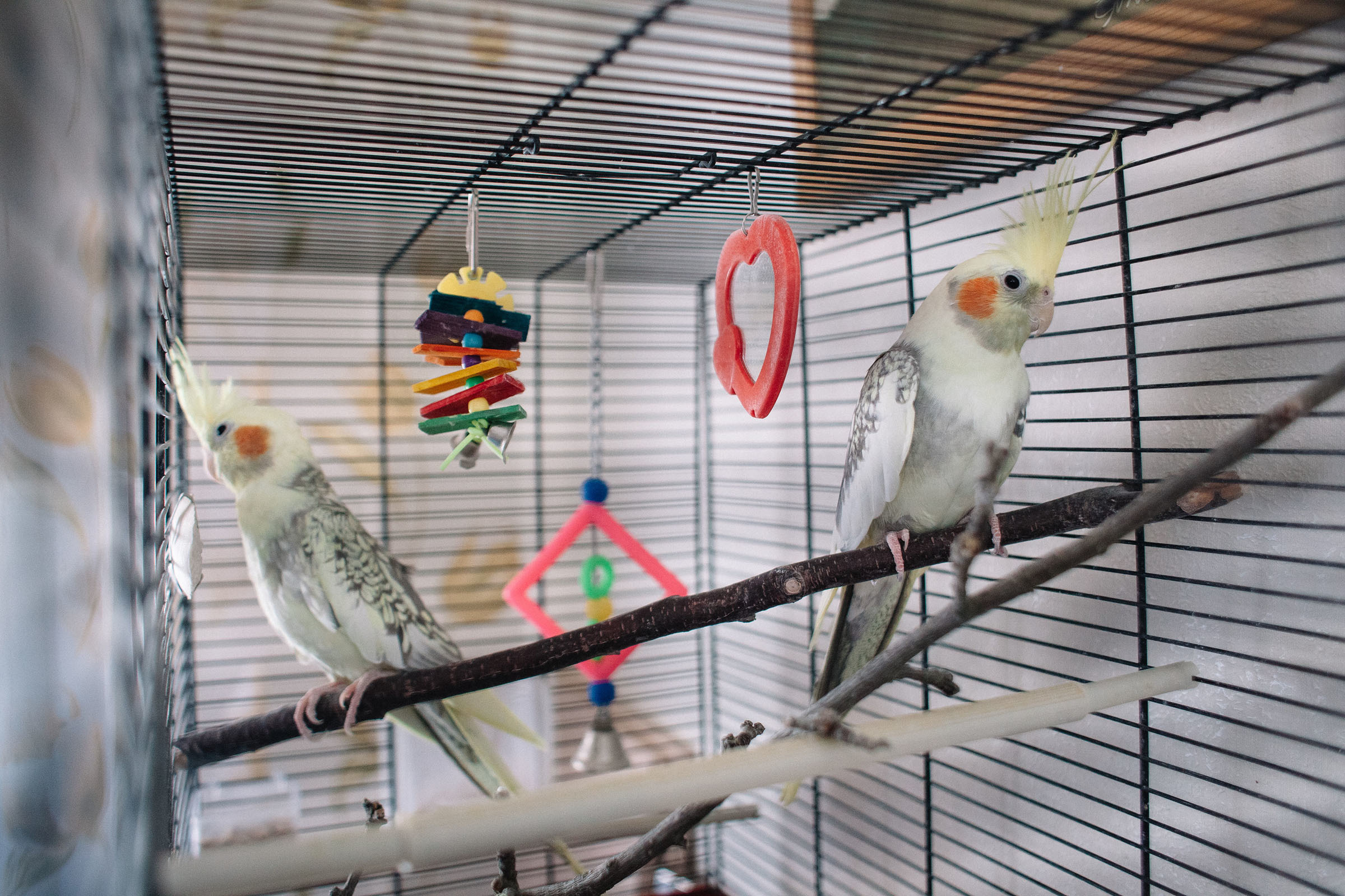 Дом. Семейный и свадебный фотограф в Майкопе Михаил Мартиросян