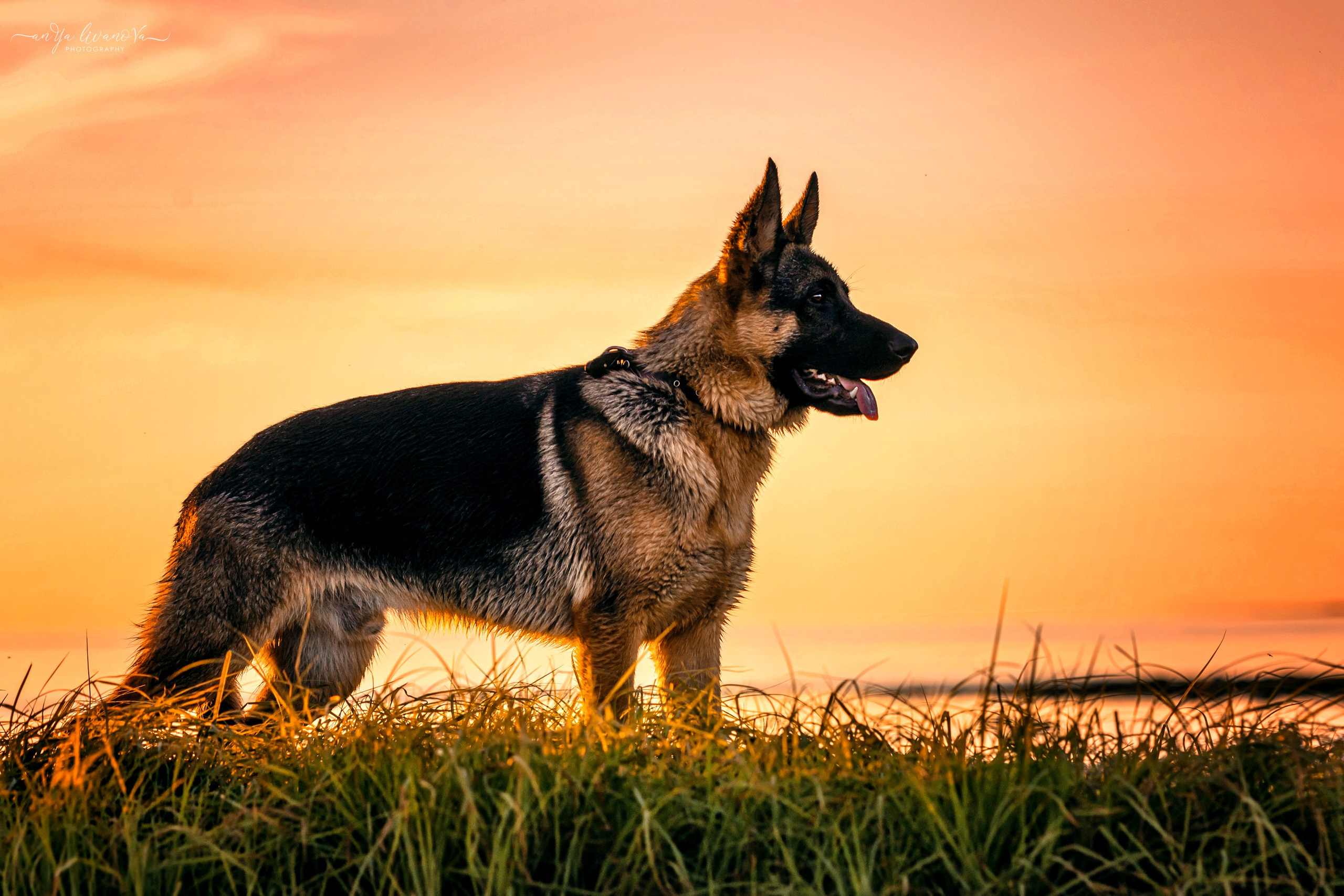 Прайд на море. Фотограф анималист Аня Ливанова | Рыбинск