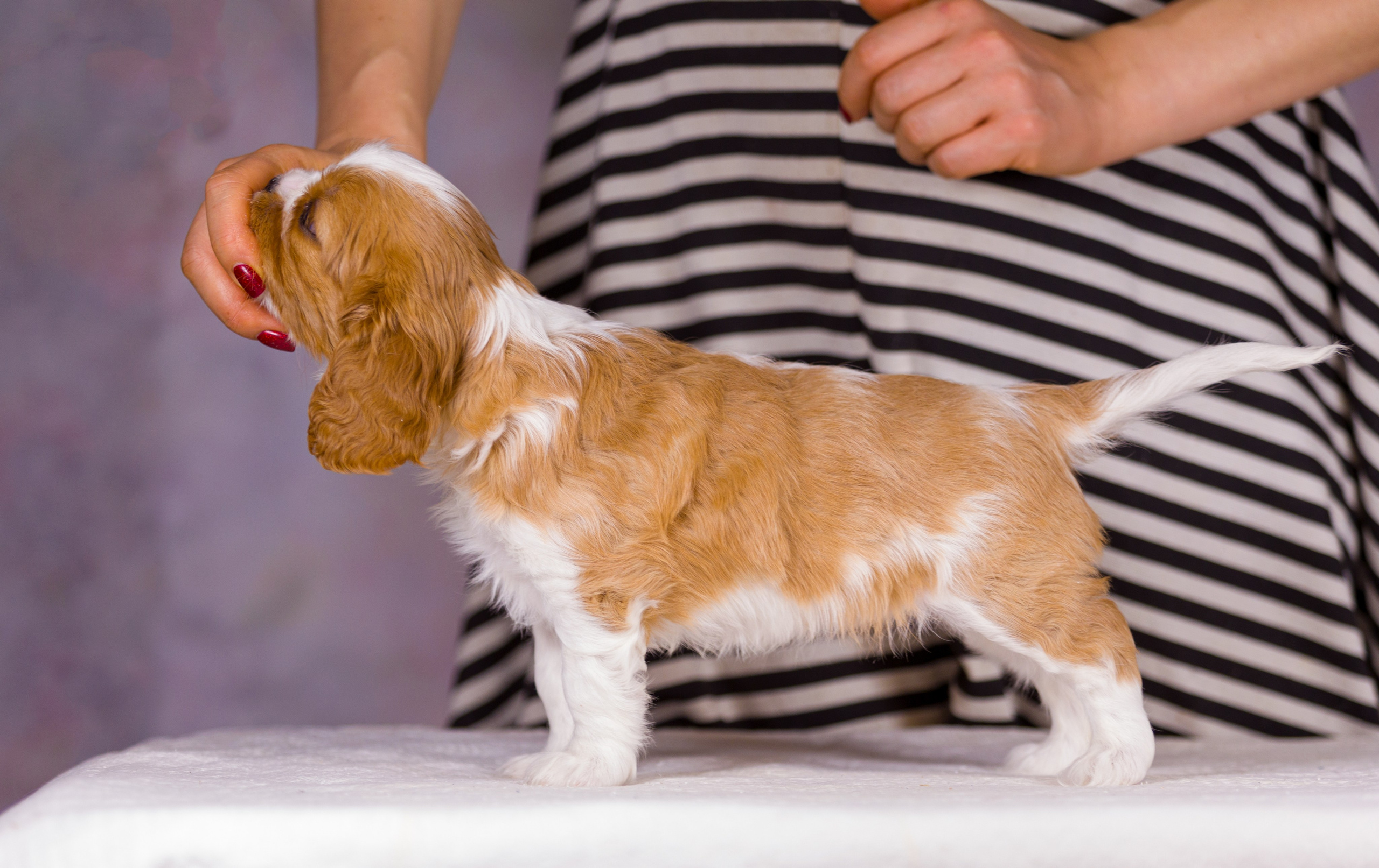 Кавалер-Кинг-Чарльз-Спаниель. Фотограф — анималист Татьяна Ли