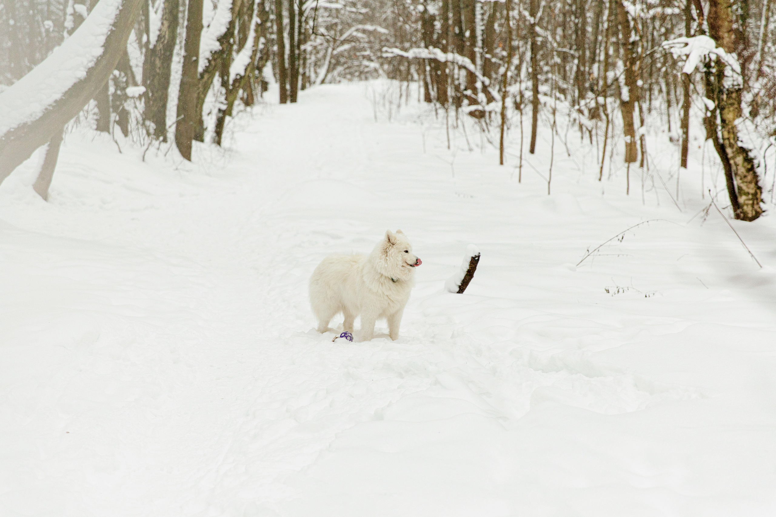Наталья и Бася. Фотограф-анималист в Москве Соломонова Варвара