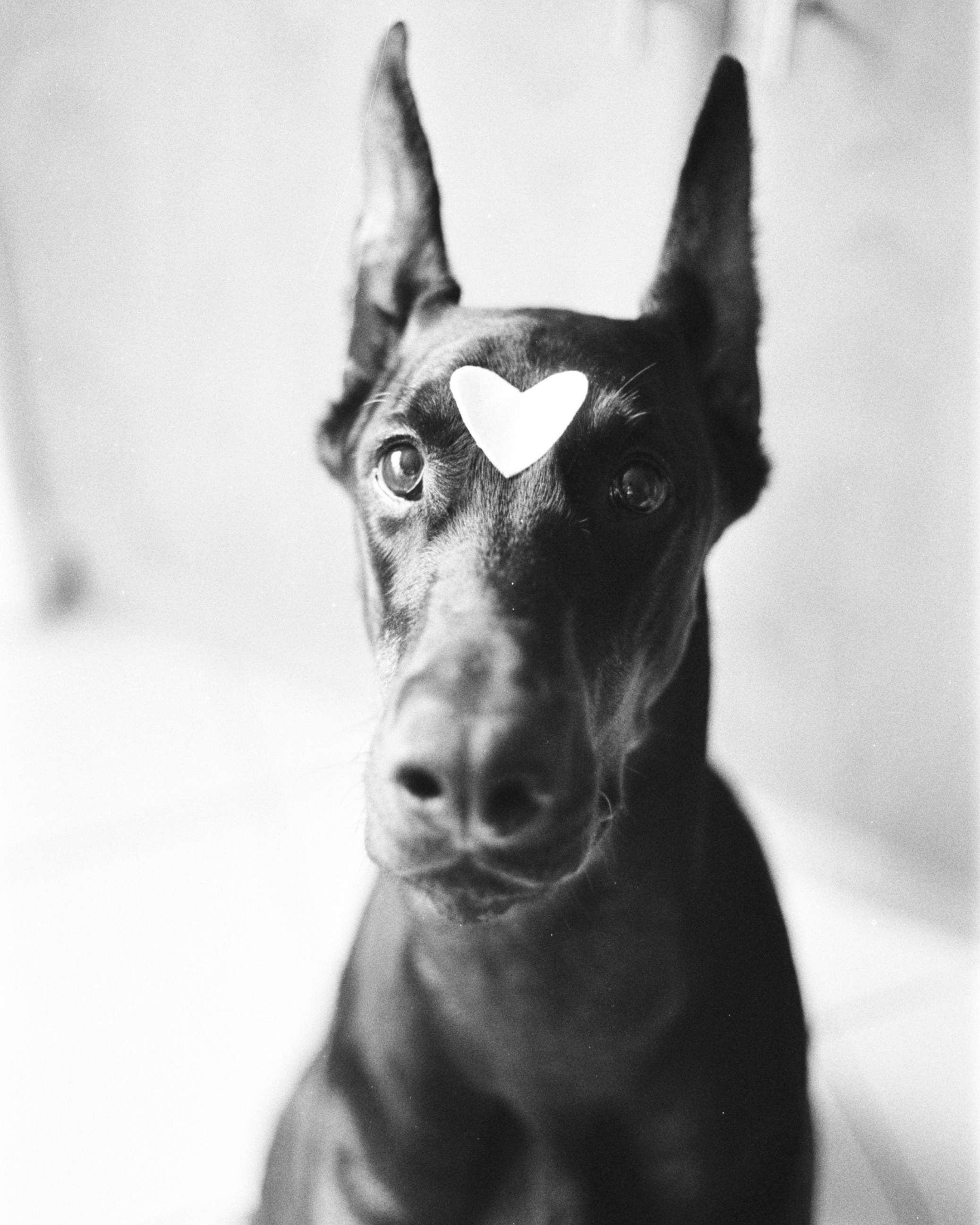 Valentine’s Day (35мм). Katyavasileva