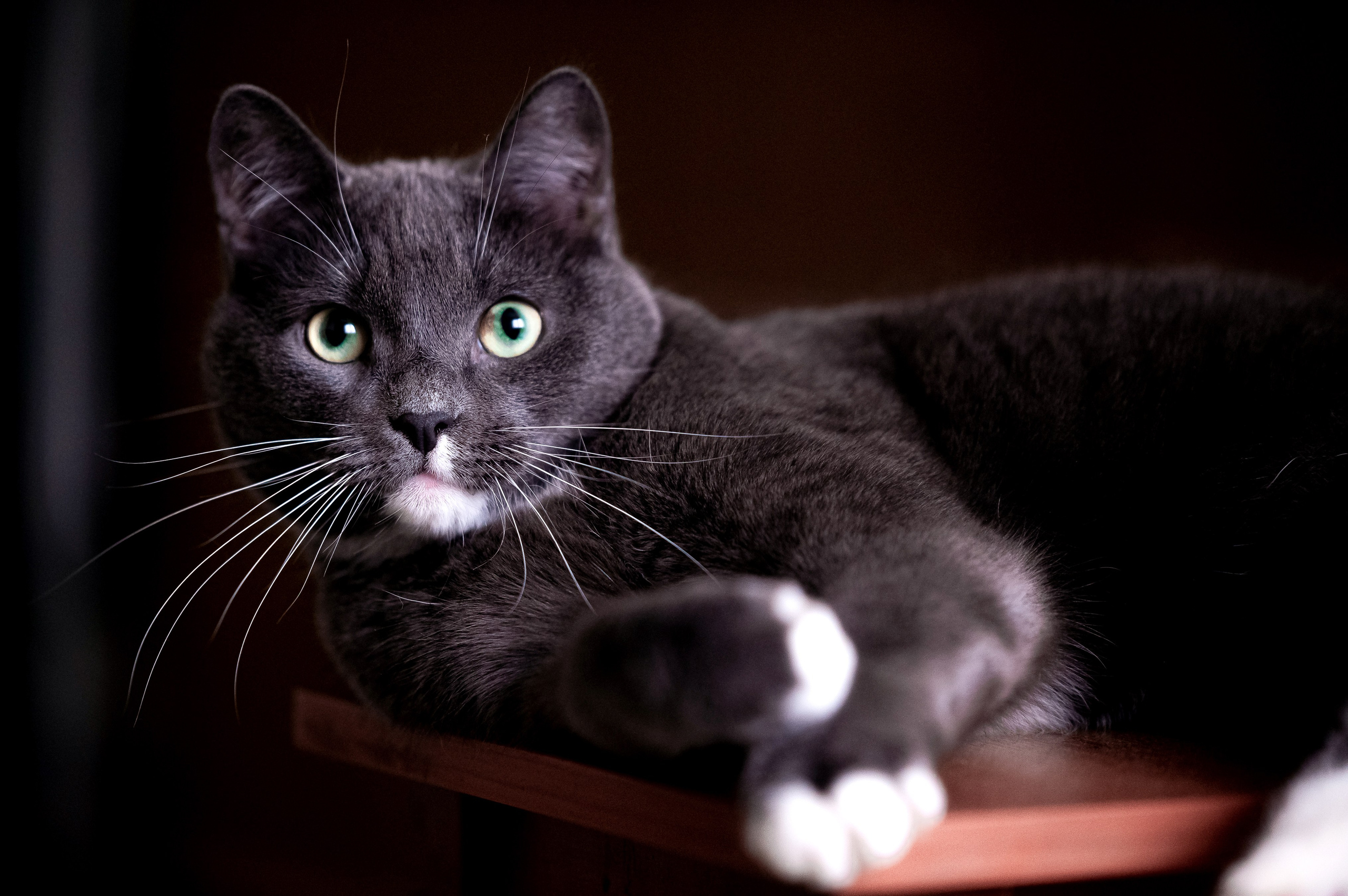 Кошки. Фотограф-анималист в Санкт-Петербурге Анастасия Иванова