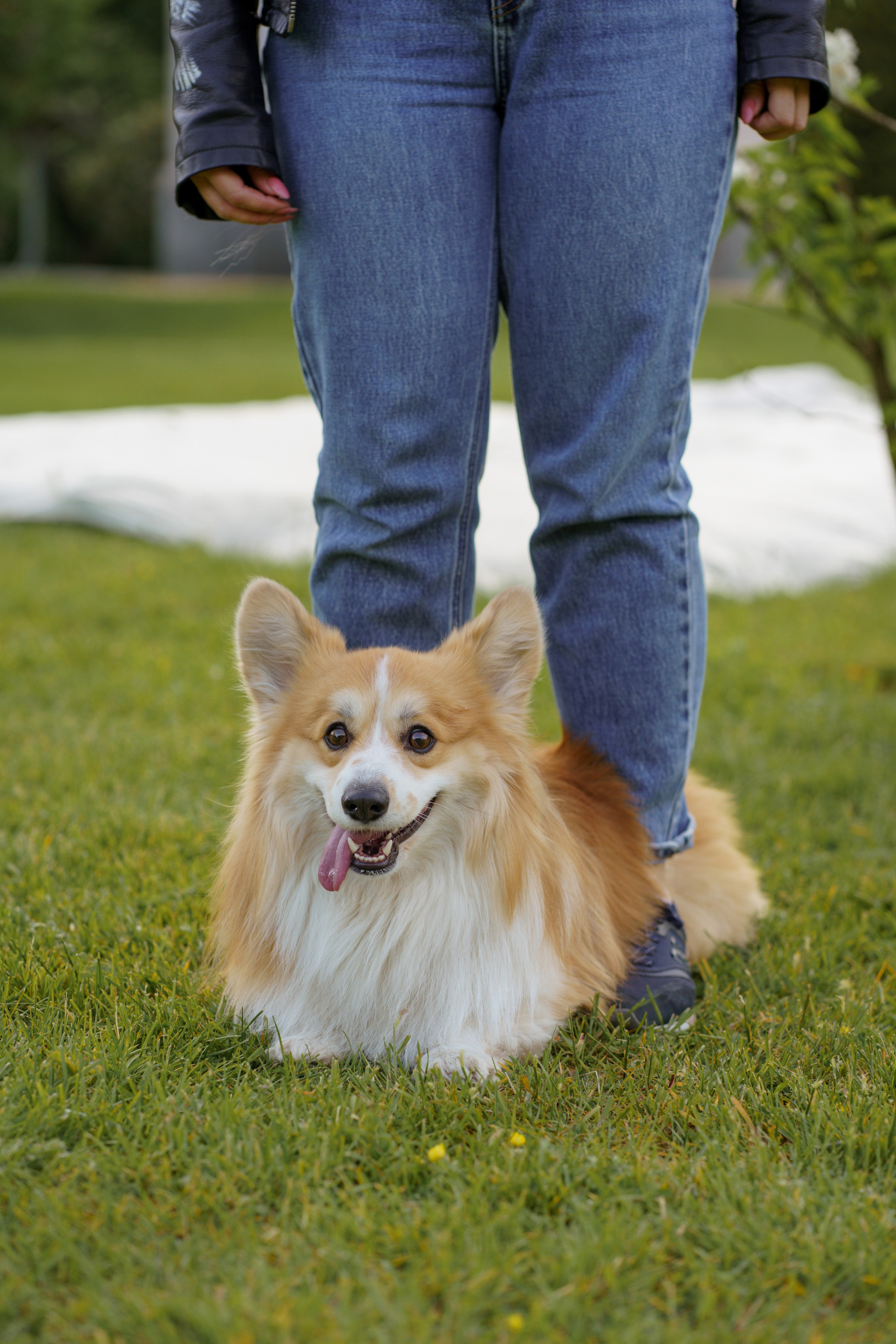 Катя, Арсений и Пух. Свадебный фотограф в Москве Анна Полушина