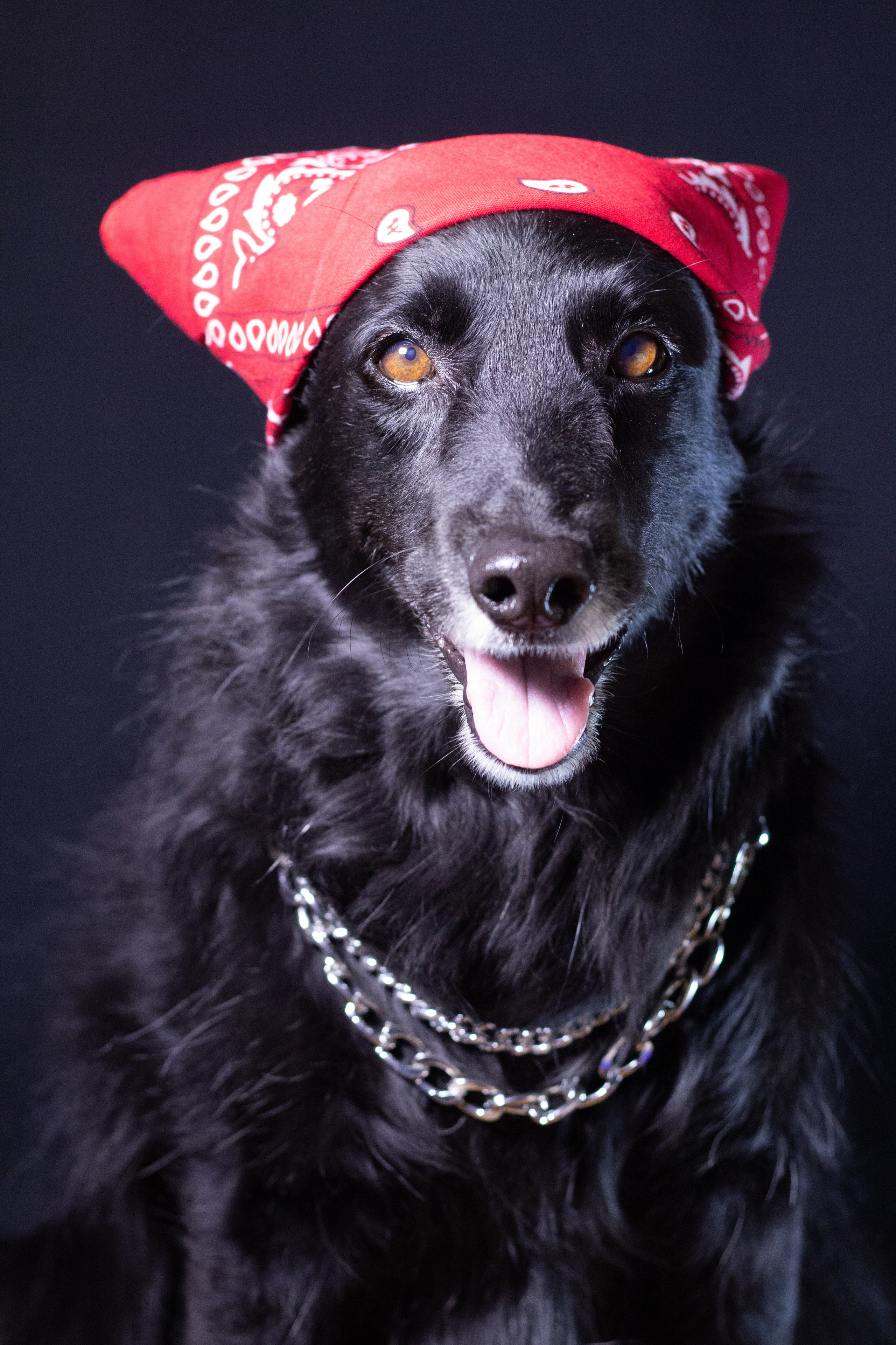 Ваши фотографии. Фотограф анималист Осипчикова Мария