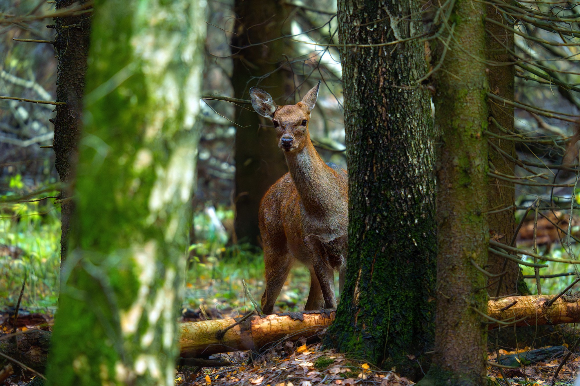 Животные. Ваш личный фотограф Марина Волкова