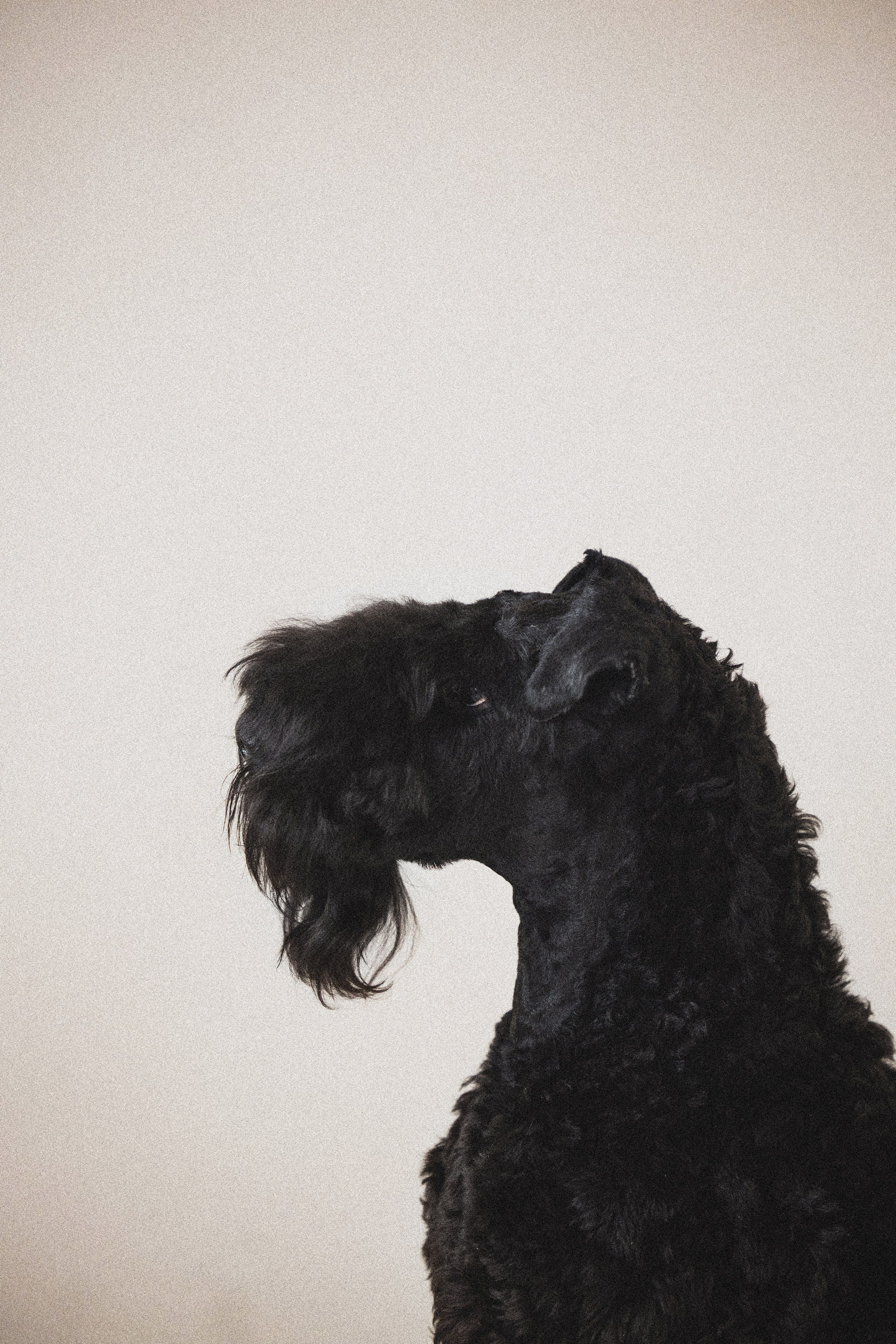 Портфолио. Фотограф-анималист в Екатеринбурге Марина Шишкина