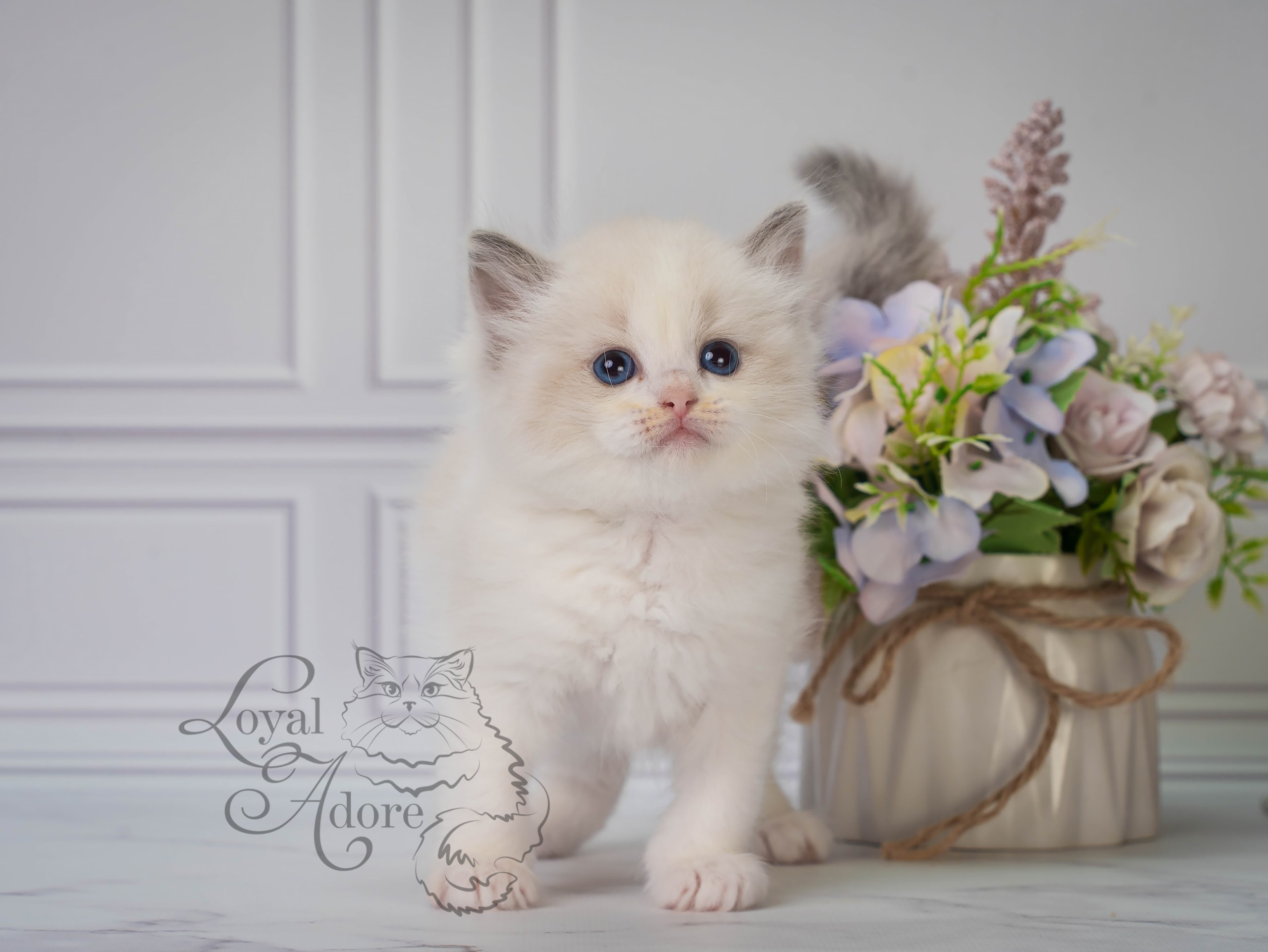 Котята рэгдолл от Loyal Adore. Питомник рэгдолл Loyal Adore