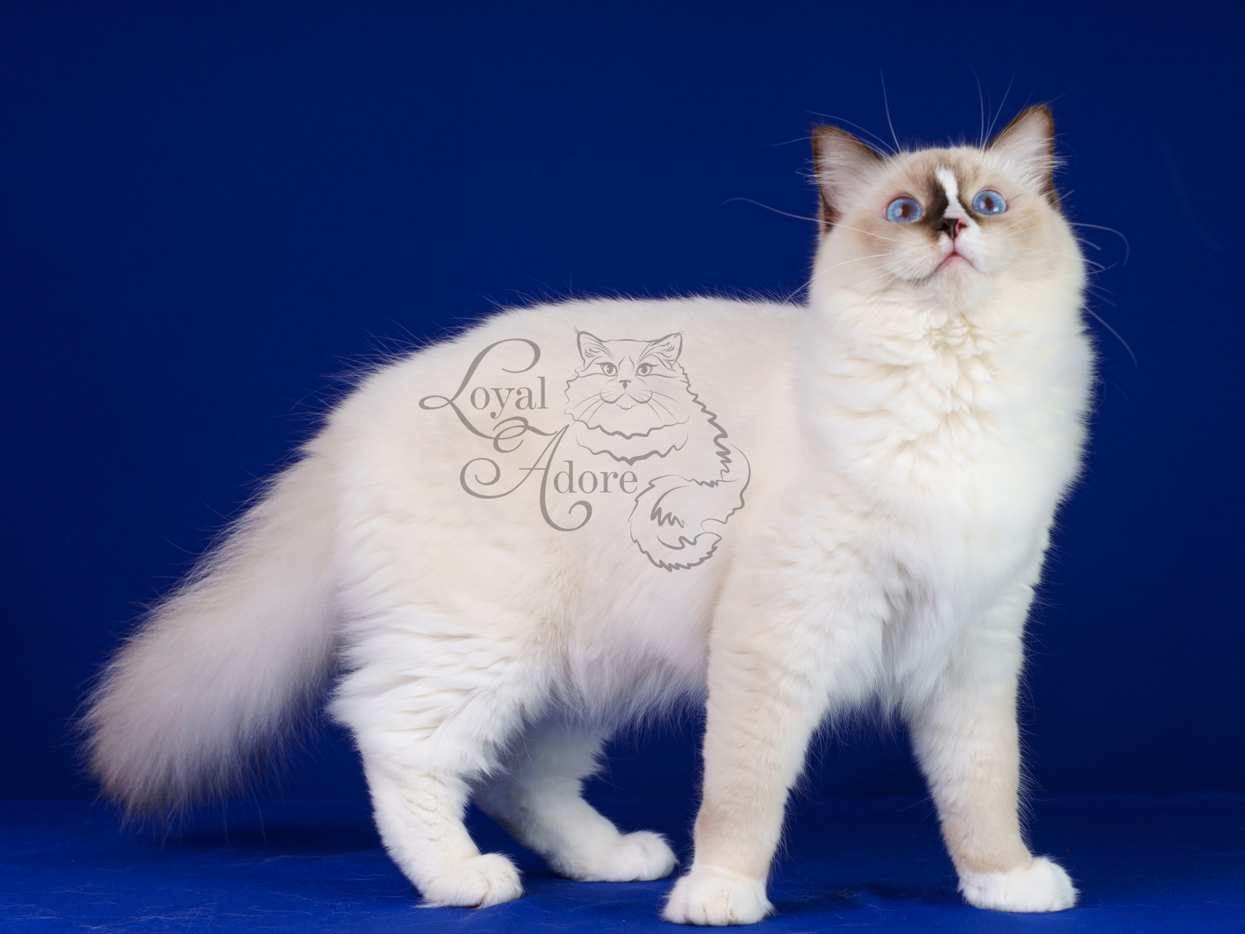 Кошки производители Loyal Adore. Питомник рэгдолл Loyal Adore