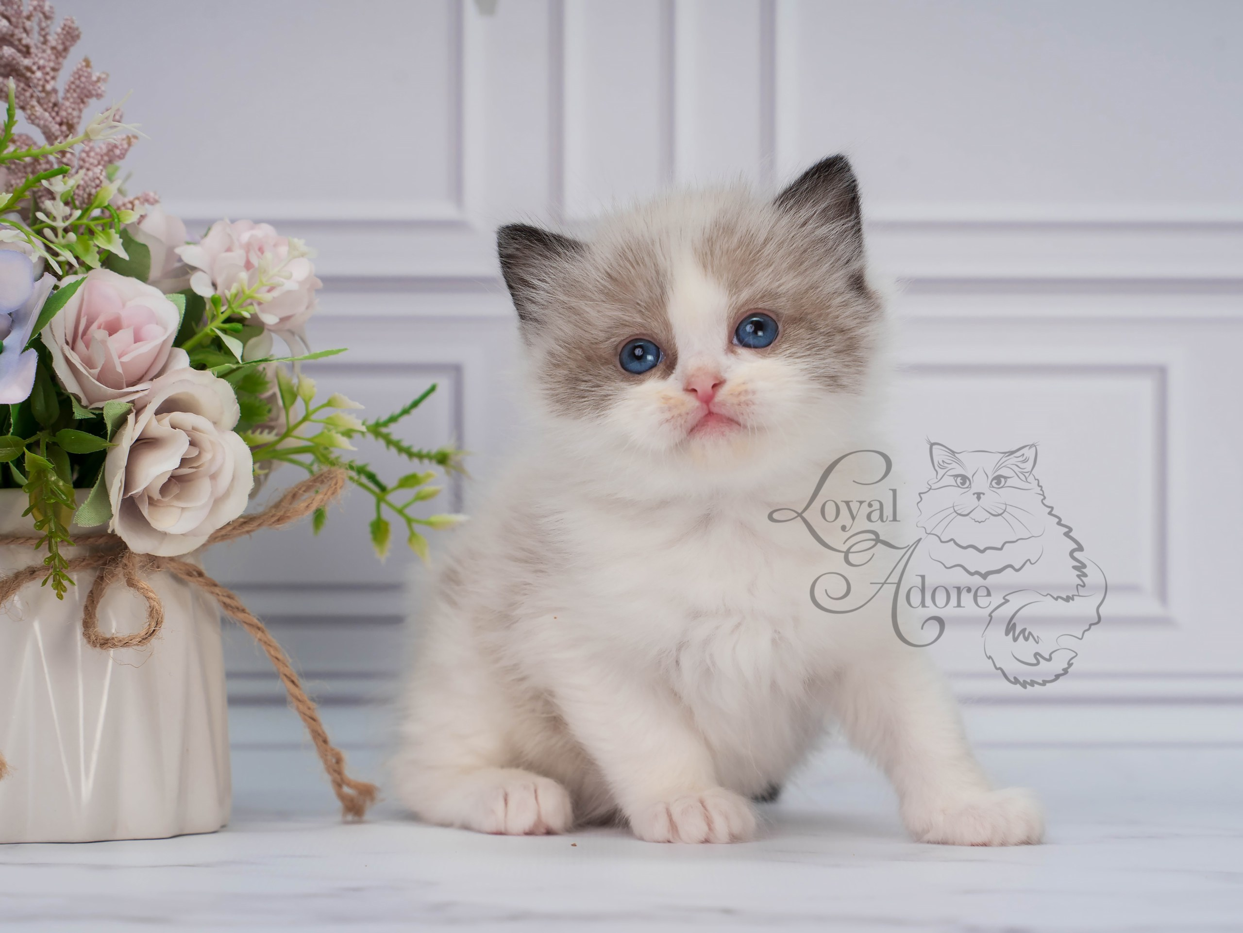 Котята рэгдолл от Loyal Adore. Питомник рэгдолл Loyal Adore