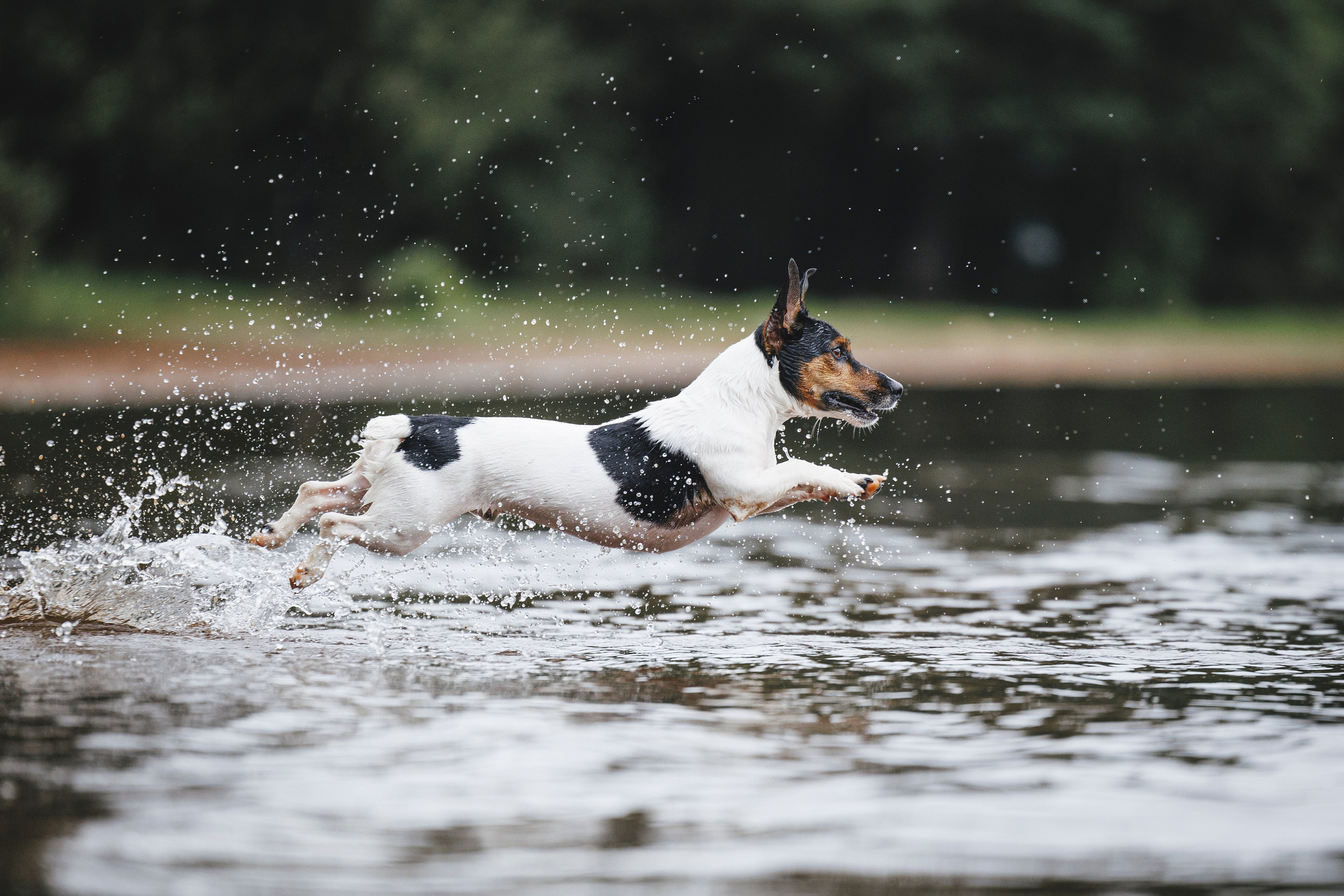 Ания и Ярик. Фотограф-анималист Анна Маринич