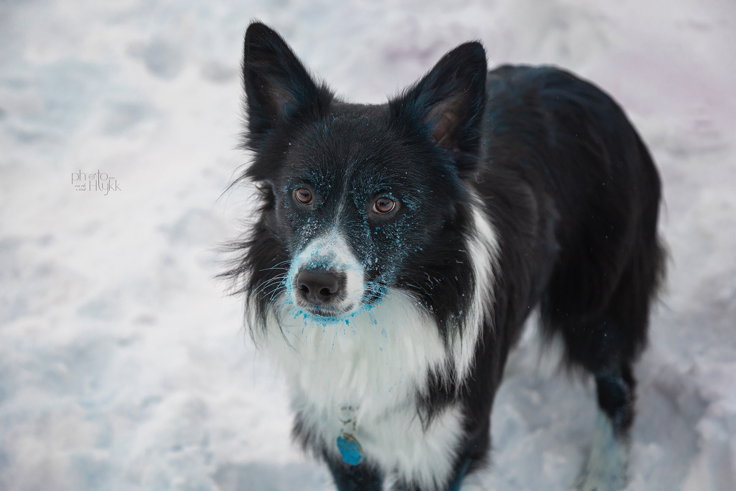 Бордер-колли Найт. Htykk_photo