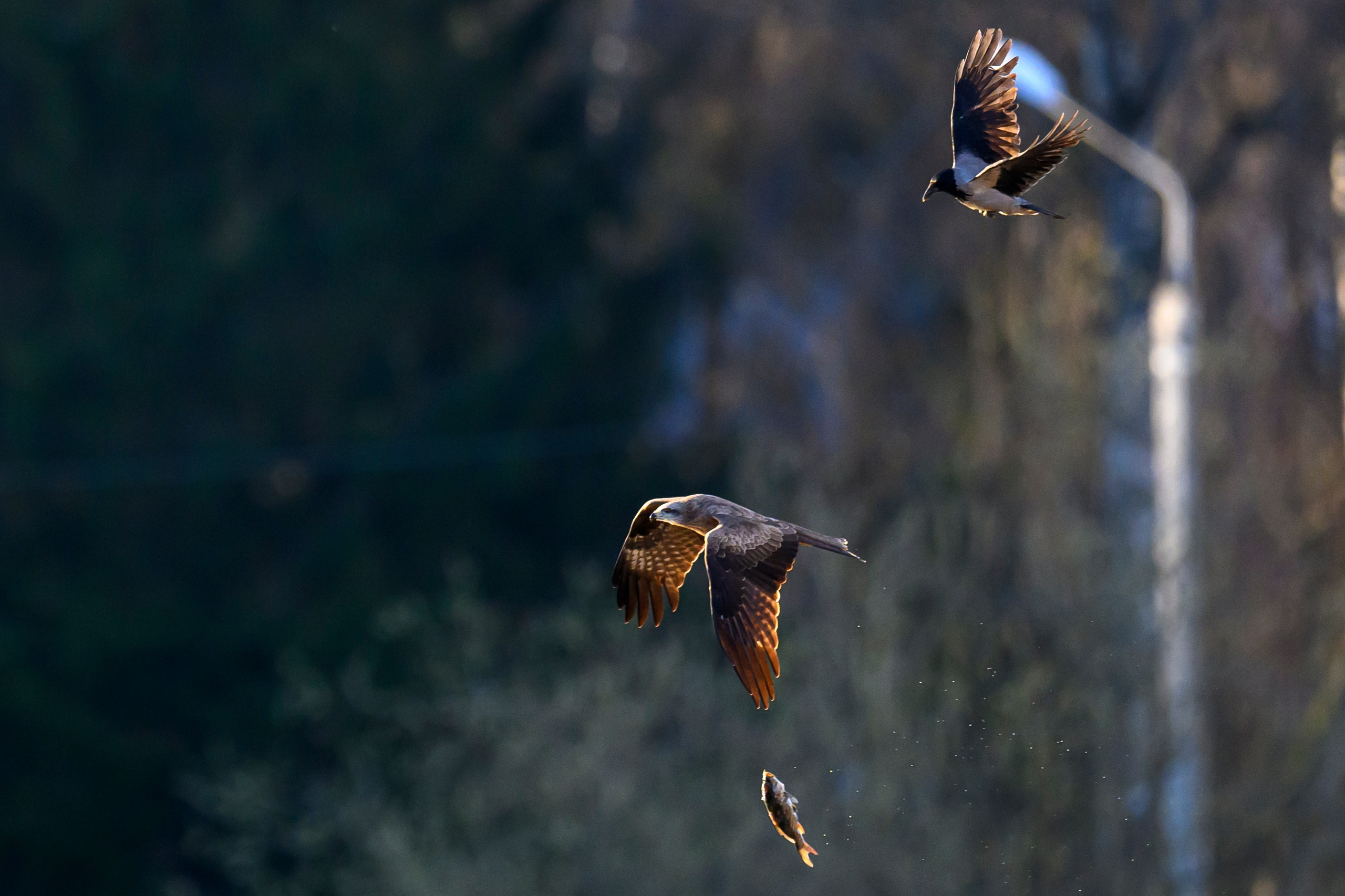 Вороны отжали рыбу у коршуна. Wildlife photography by Sergey Puponin