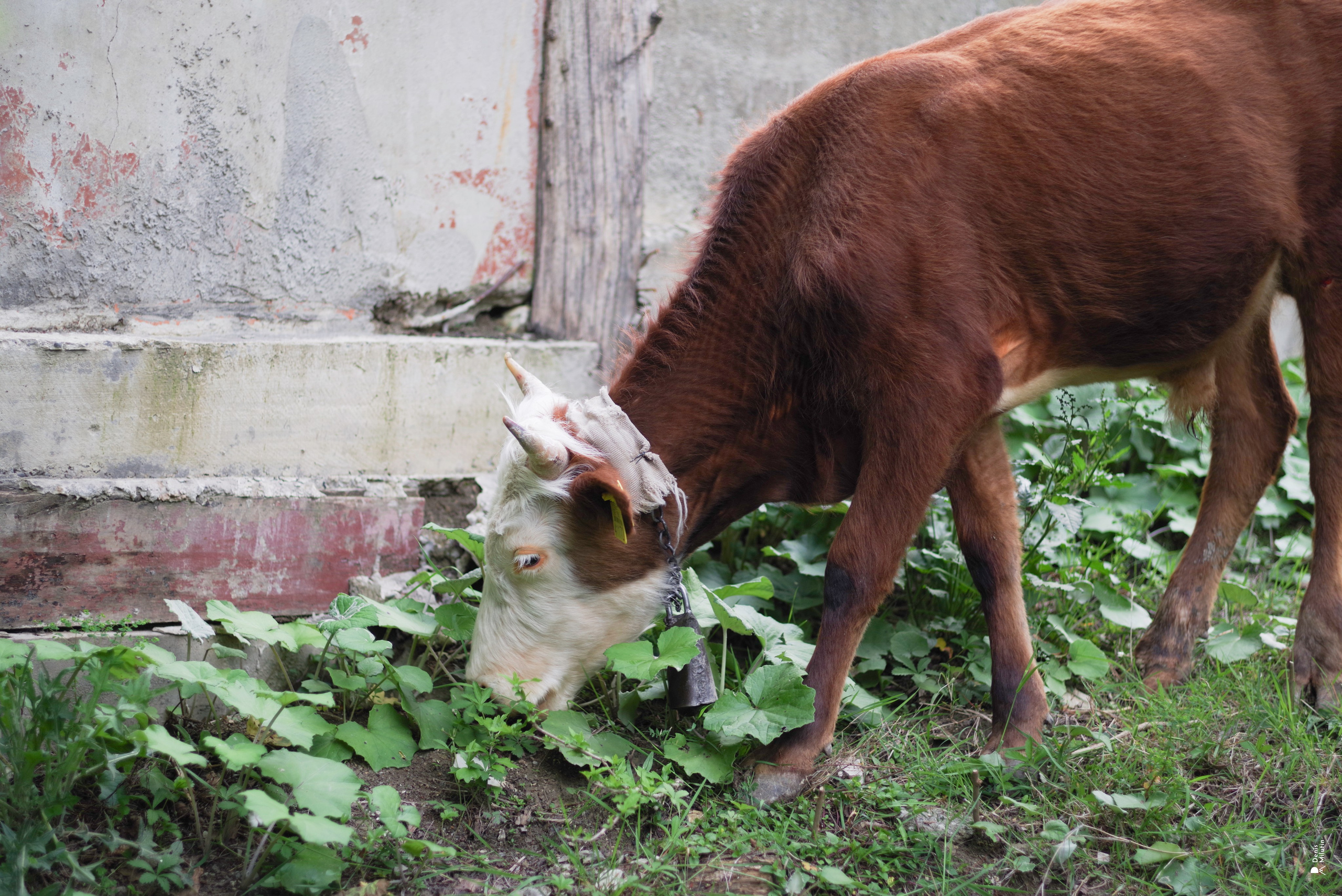 Каньон Окаце. Портретный фотограф Денис Милютин