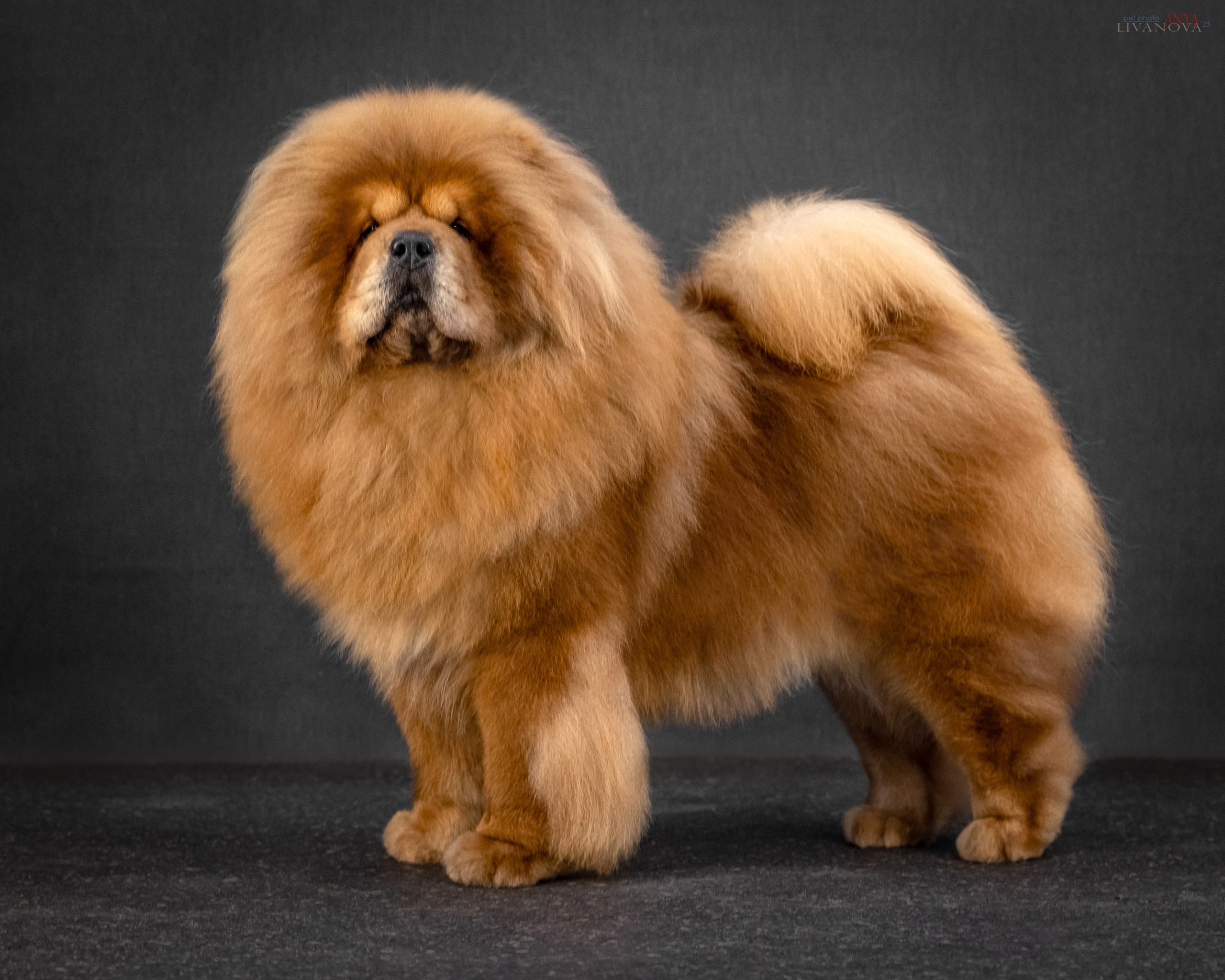 Дарик. Фотограф анималист Аня Ливанова | Рыбинск