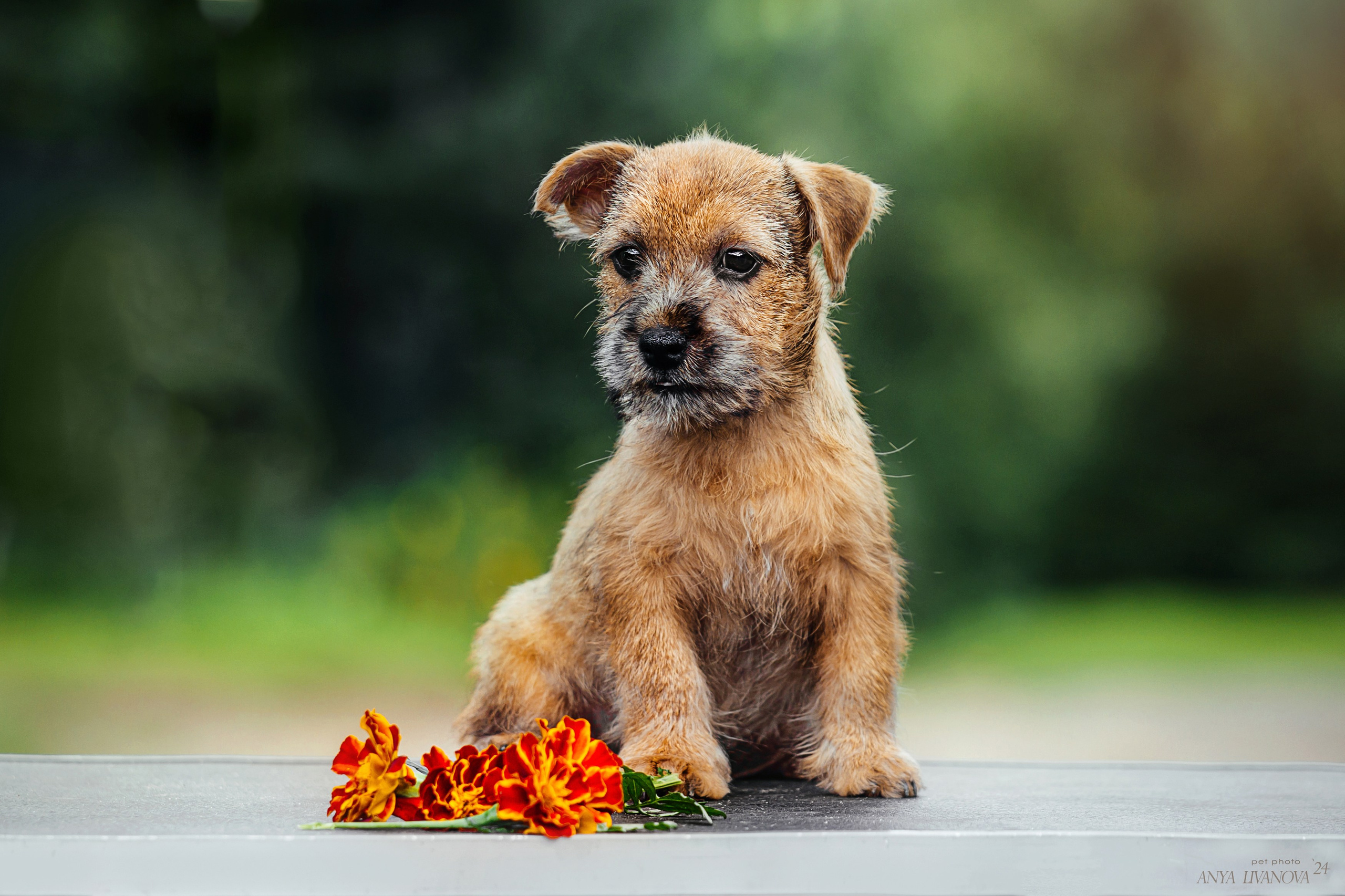 Норвичи. Фотограф анималист Аня Ливанова | Рыбинск