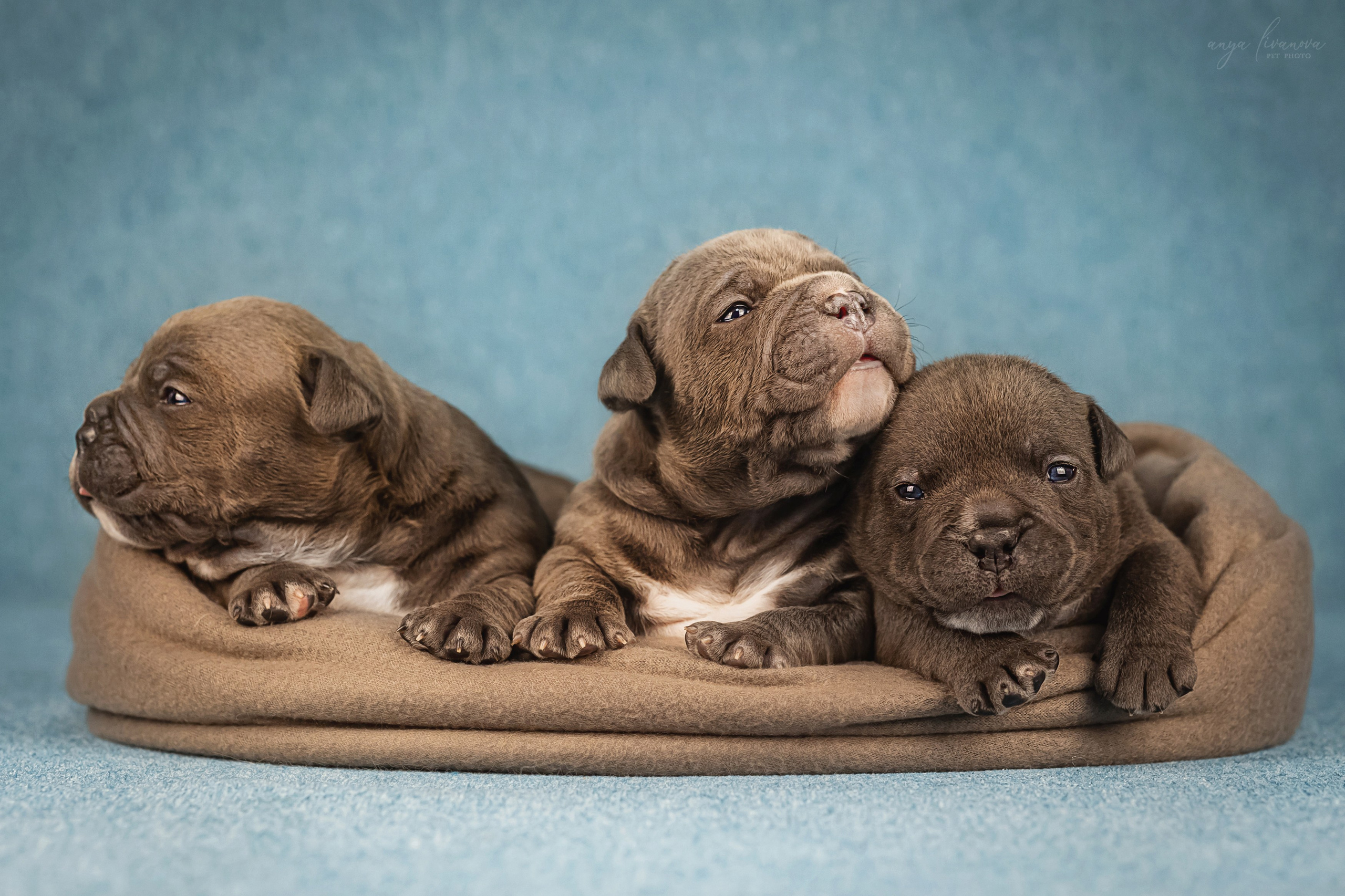 Амбулли. Фотограф анималист Аня Ливанова | Рыбинск
