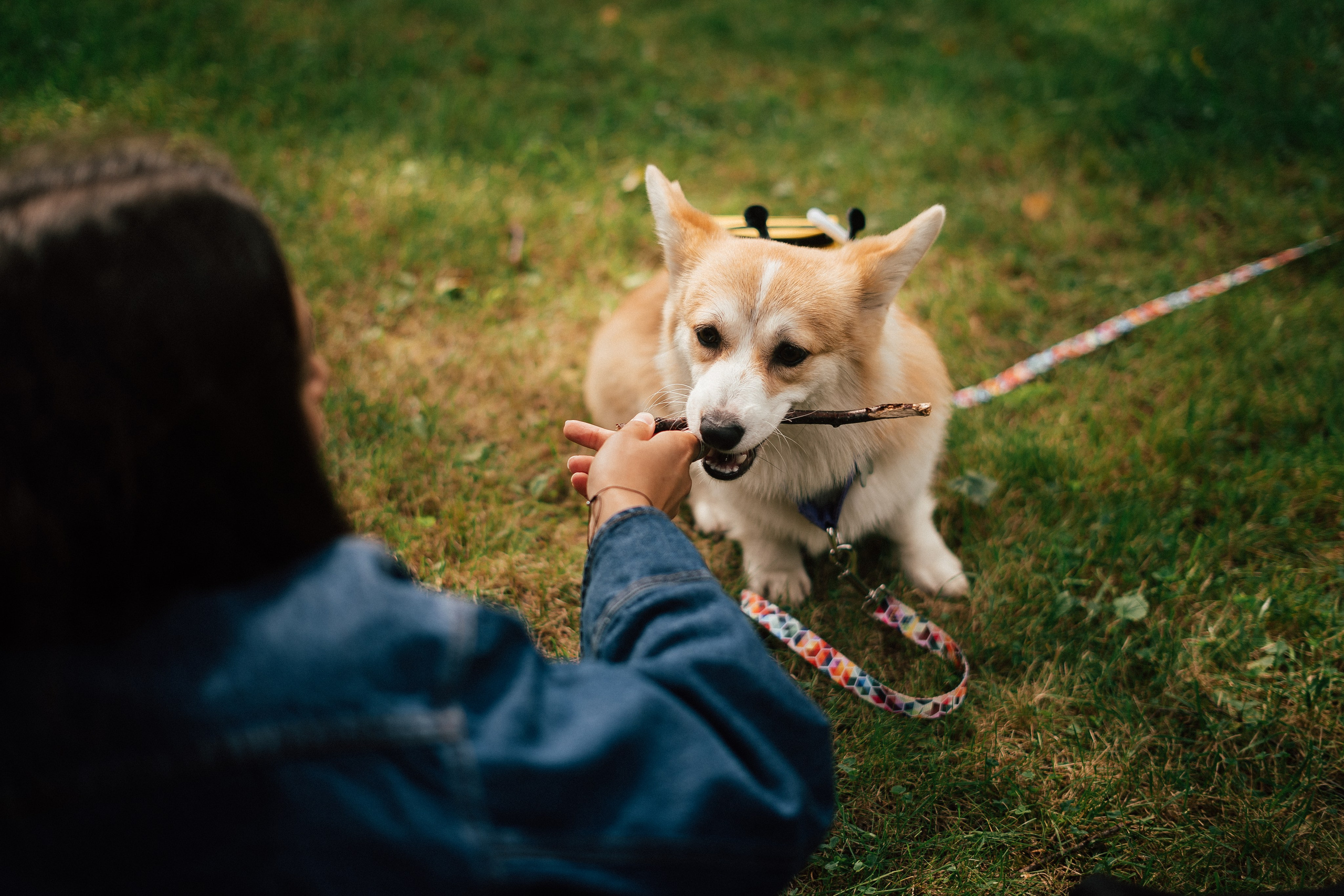 Фотосессия с собакой сахалин. Фотограф сахалин