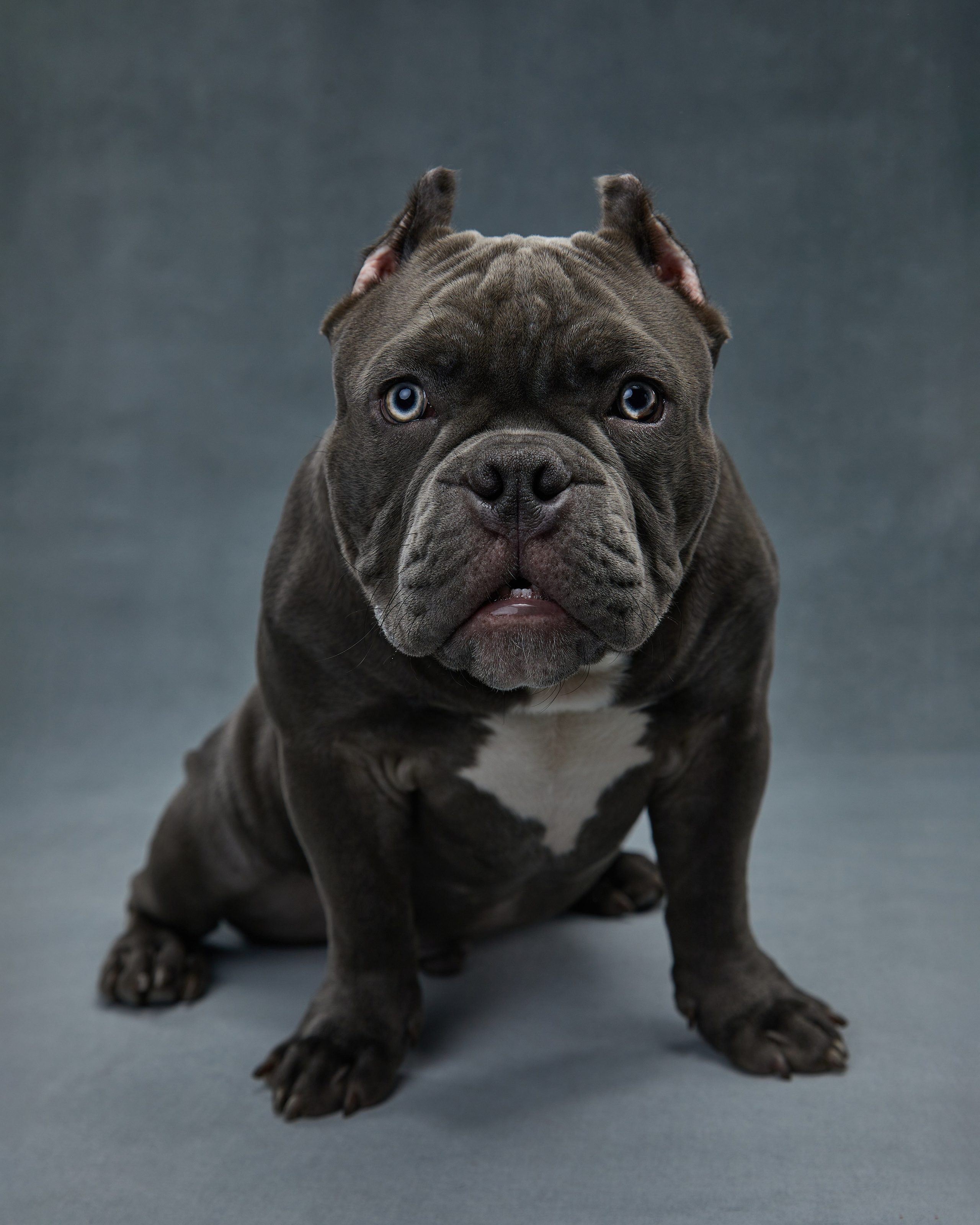 Pets Photography / Фотограф Собак