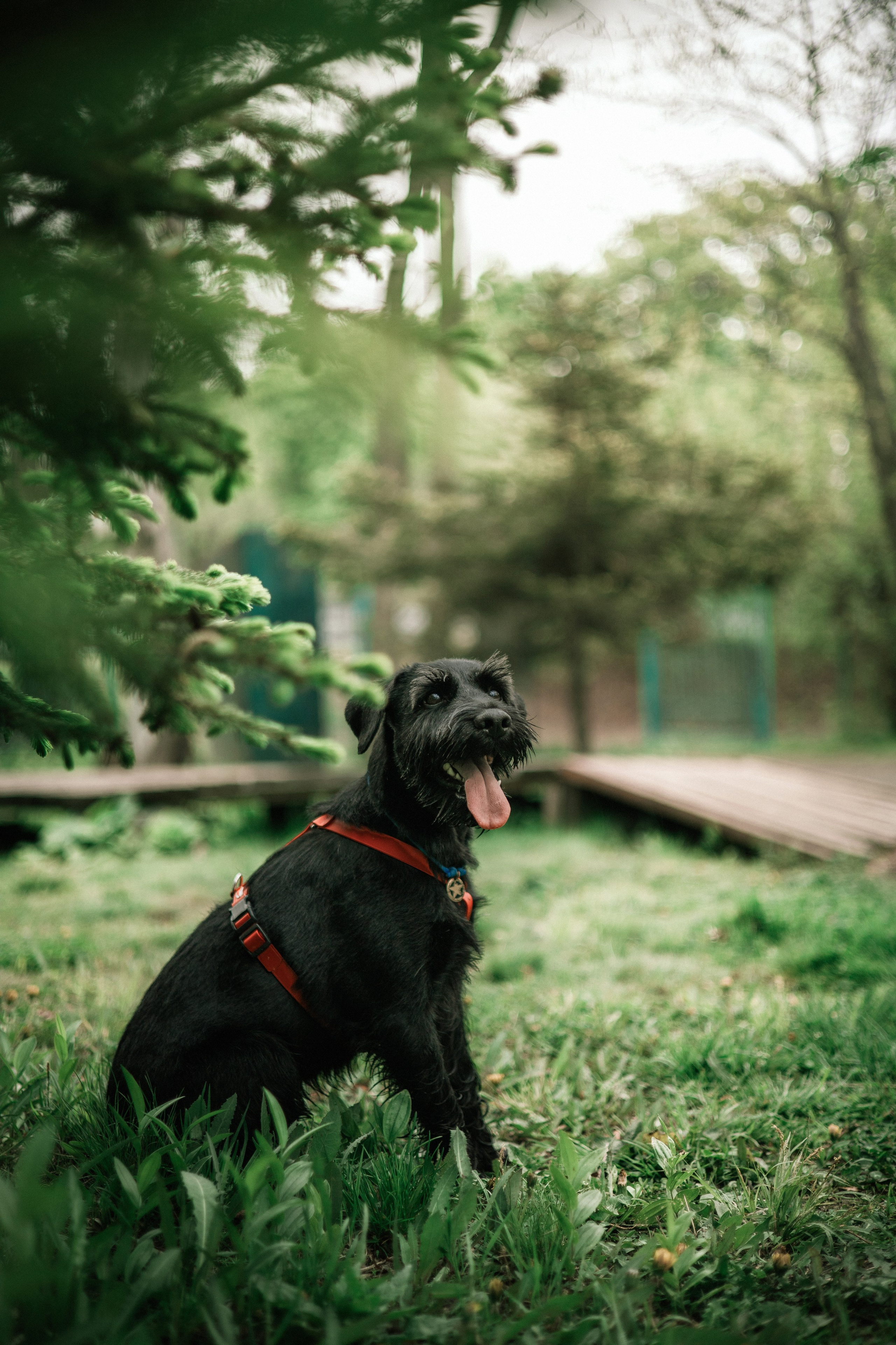 Екатерина и Вольт. Фотограф — анималист Владивосток, Алина
