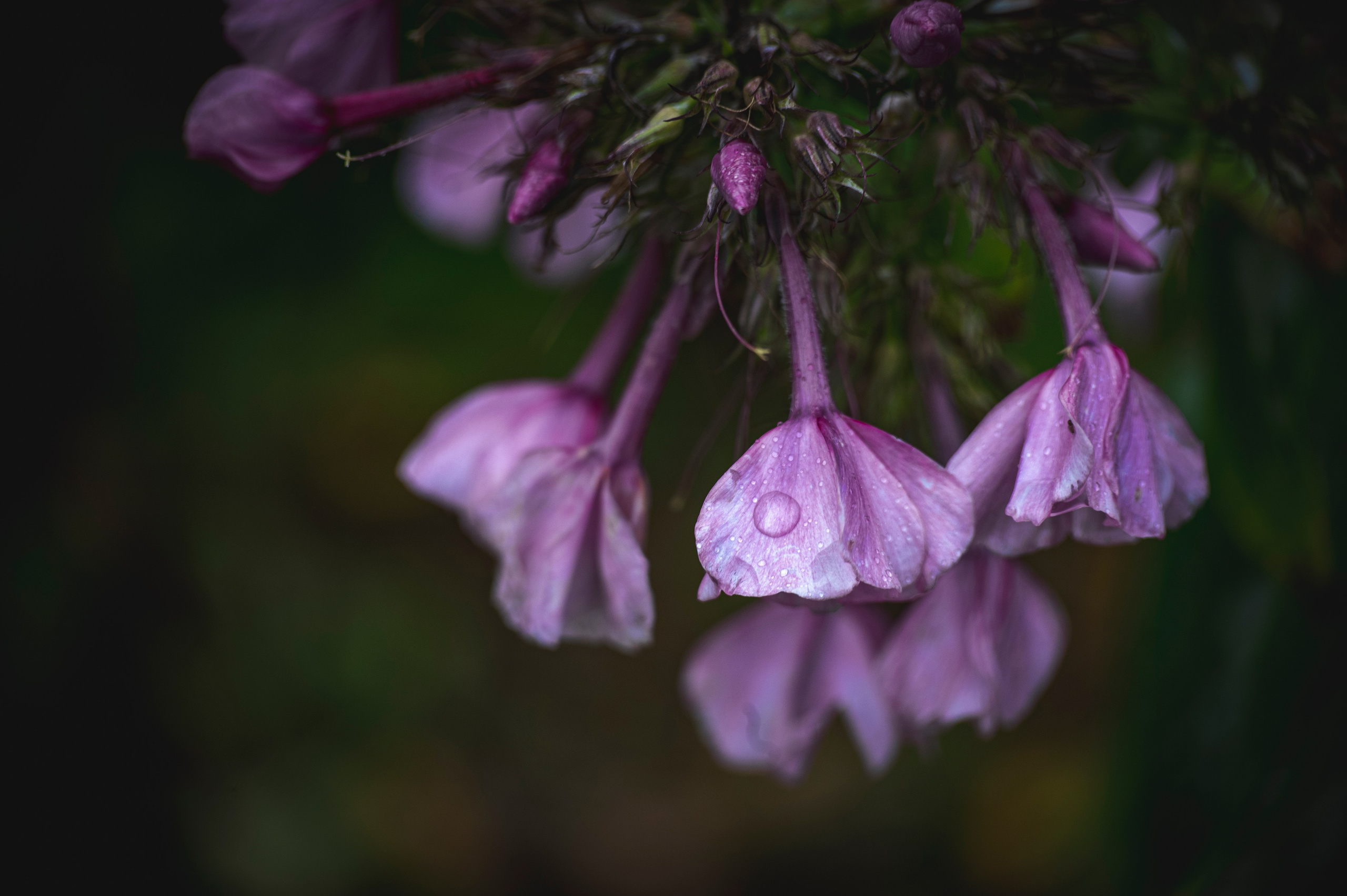 Фотопрогулка ДР. Фотограф Роман Адлер