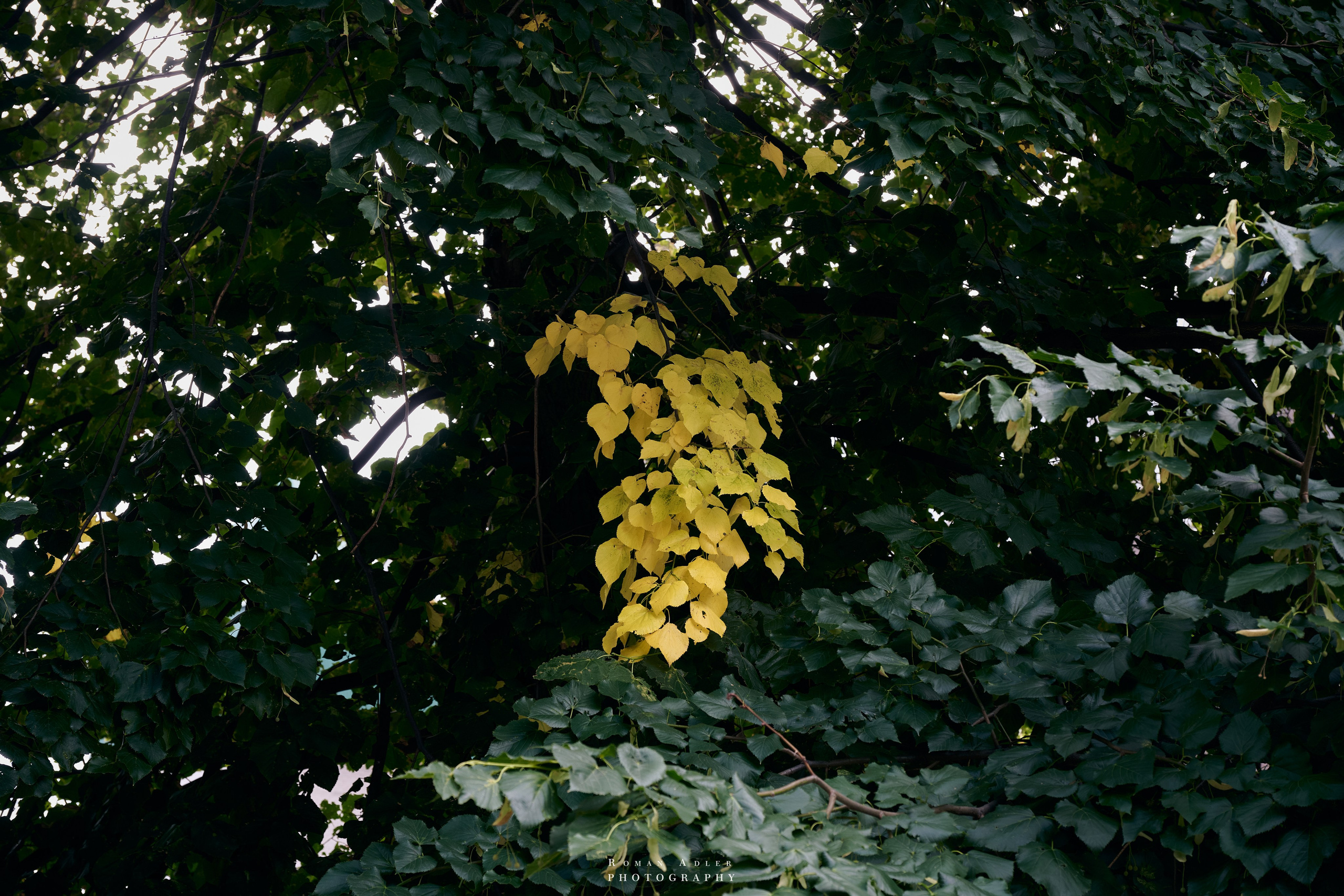 Воронеж. Август 2024. Фотограф Роман Адлер