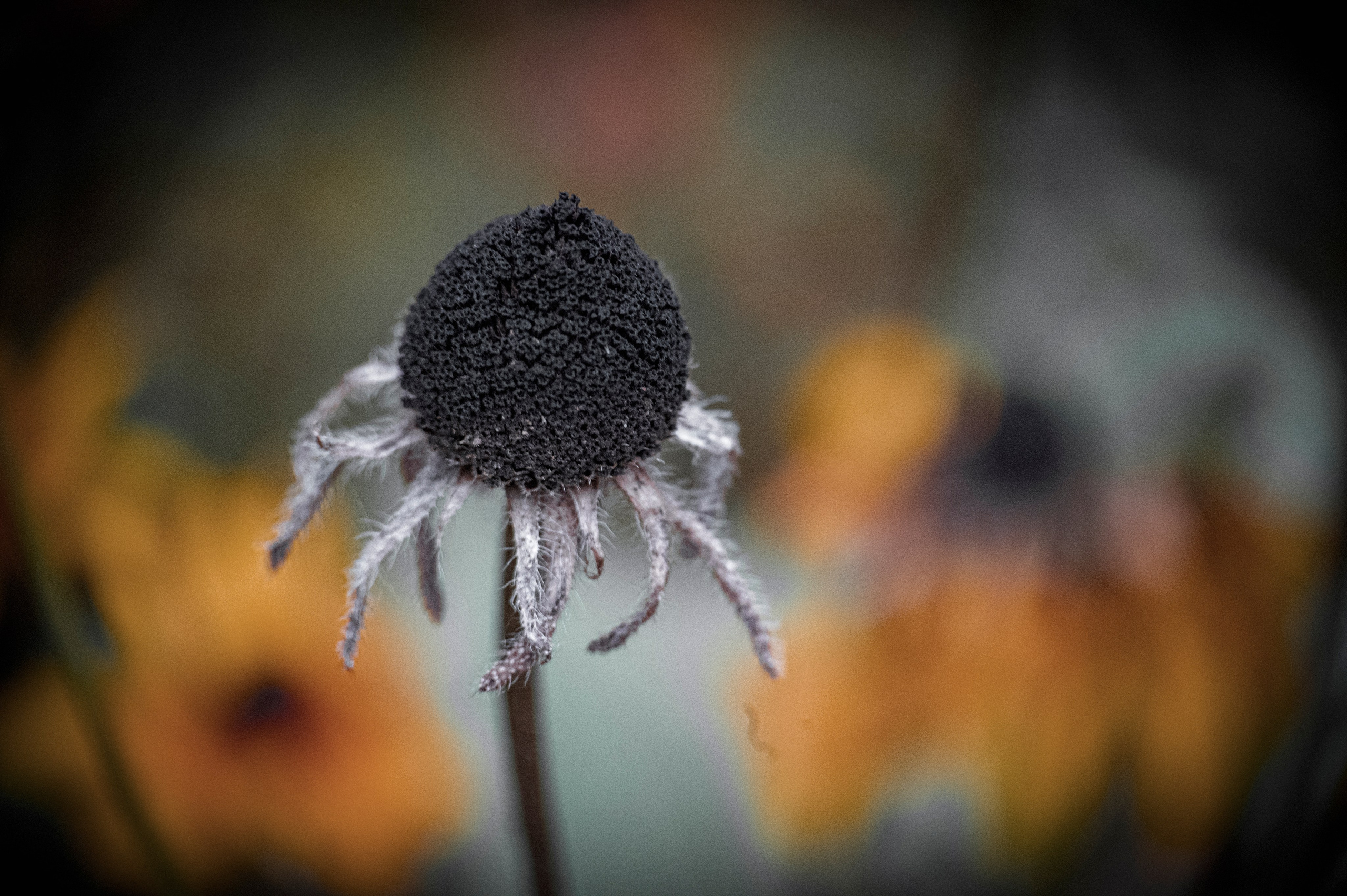 Осенние цветы. Фотограф Роман Адлер