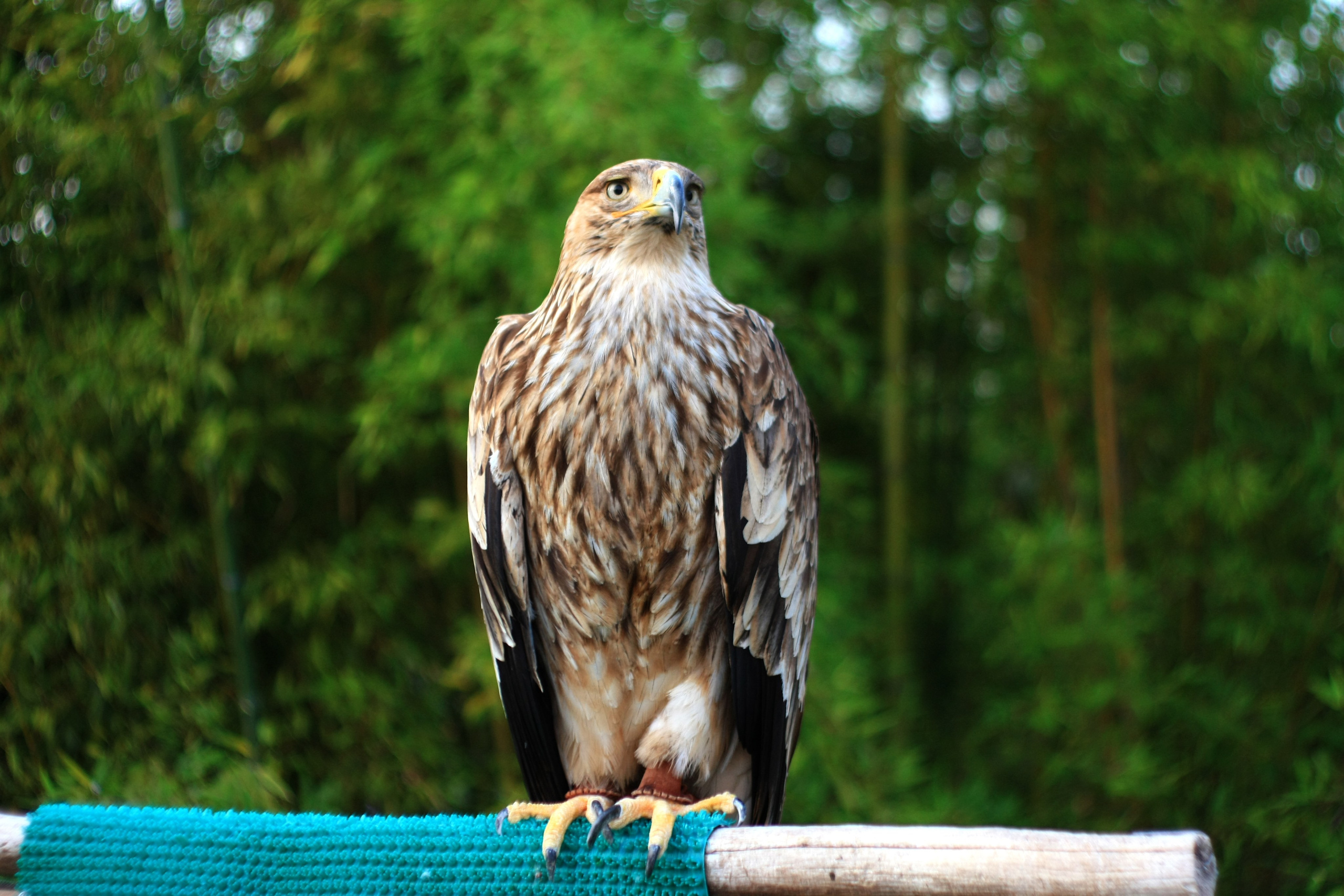 Первые кадры. Сочи — парк. Фотограф Роман Адлер