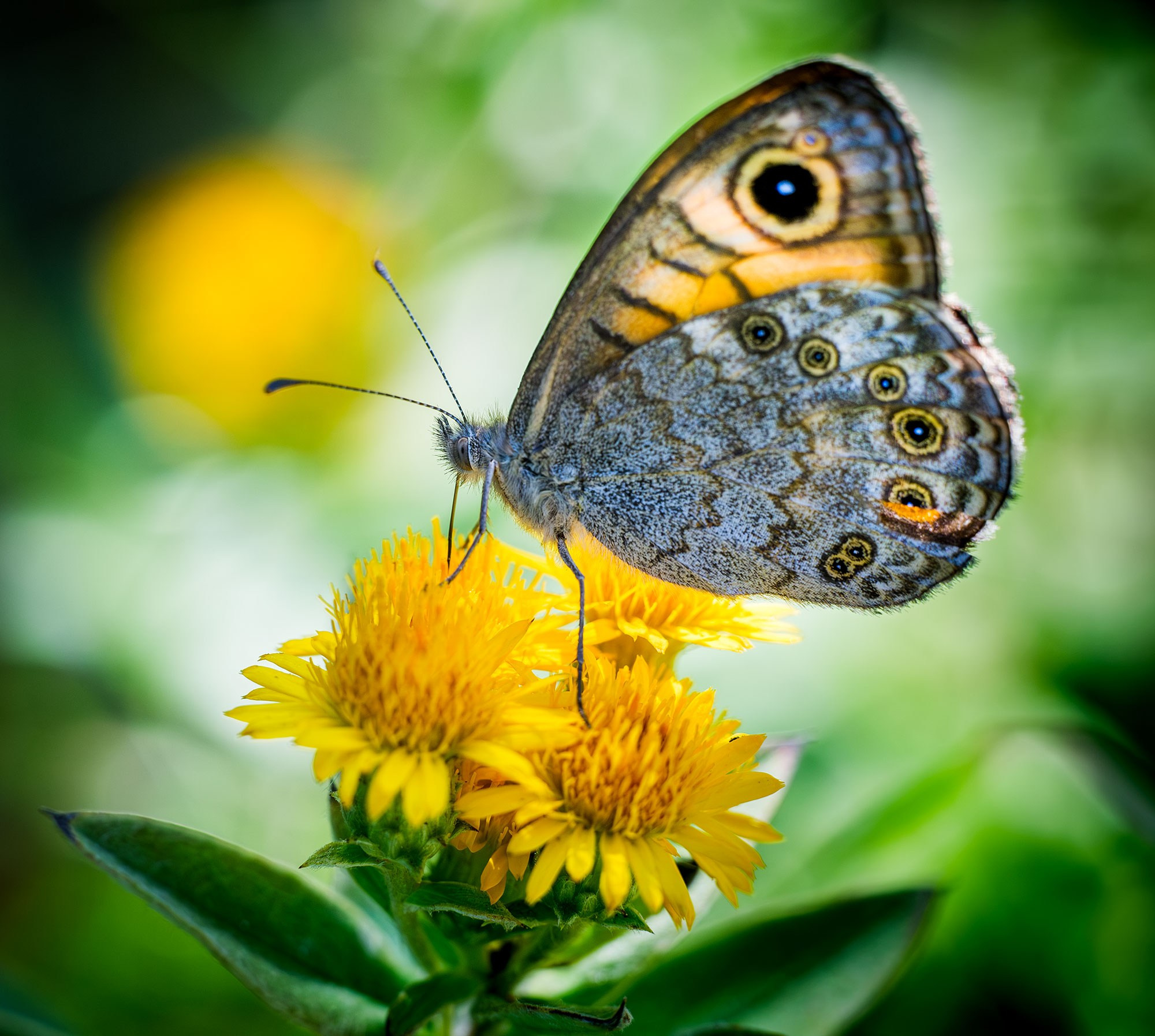 Макросъемка насекомых