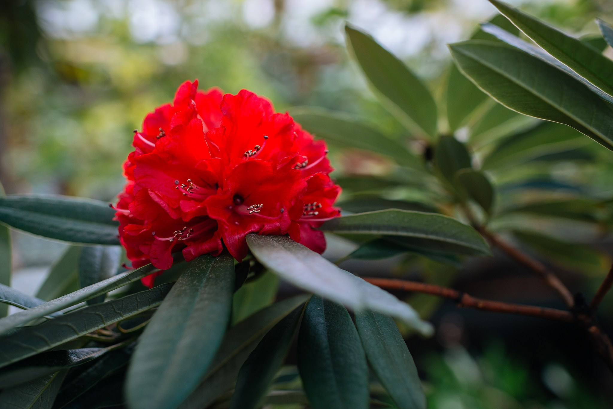 Ботанический сад. Субтропический маршрут. Март 26. Репортажный фотограф в Санкт-Петербурге Анастасия Клёпова